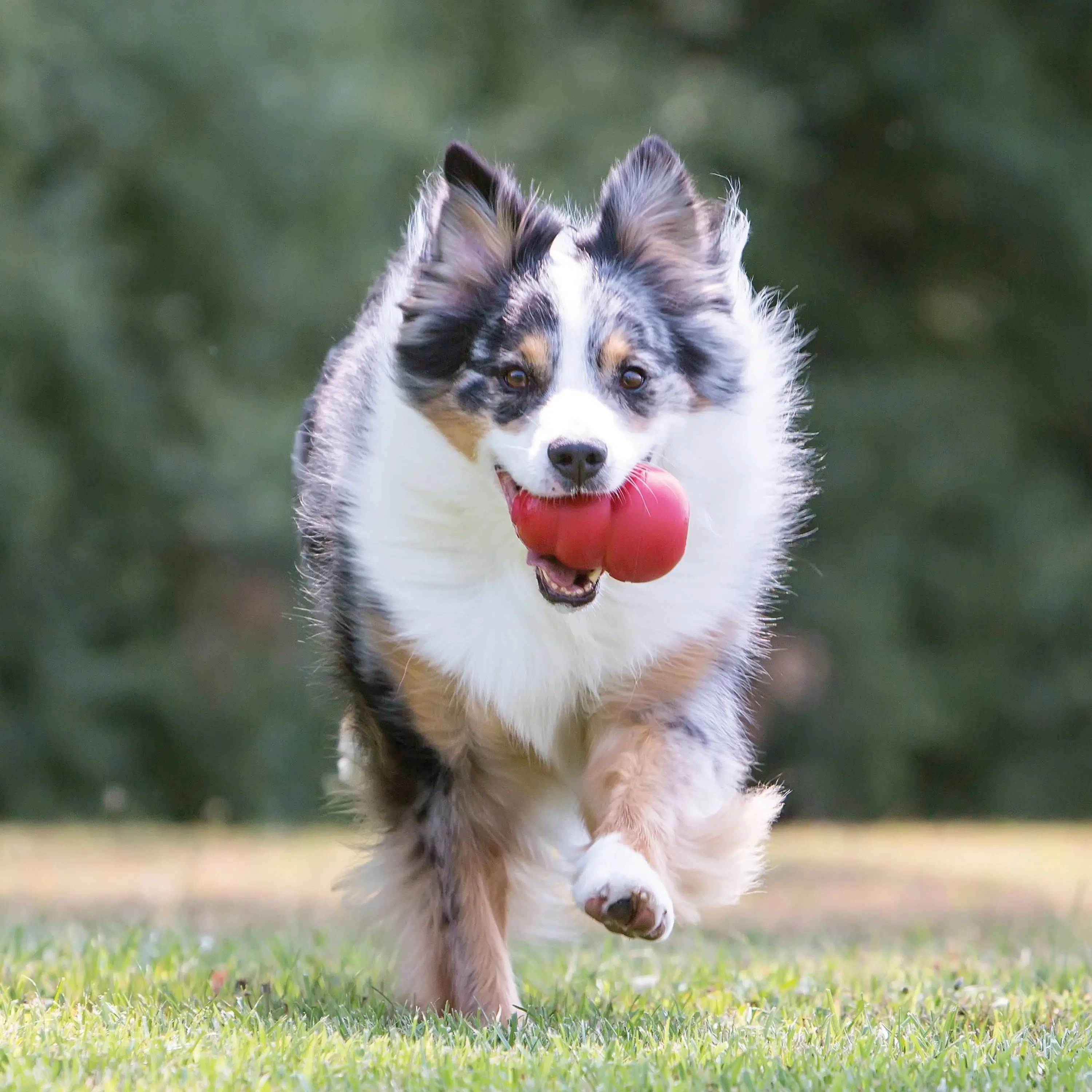 ® Classic Stuffable Dog Chew Toy, Large - Image 2