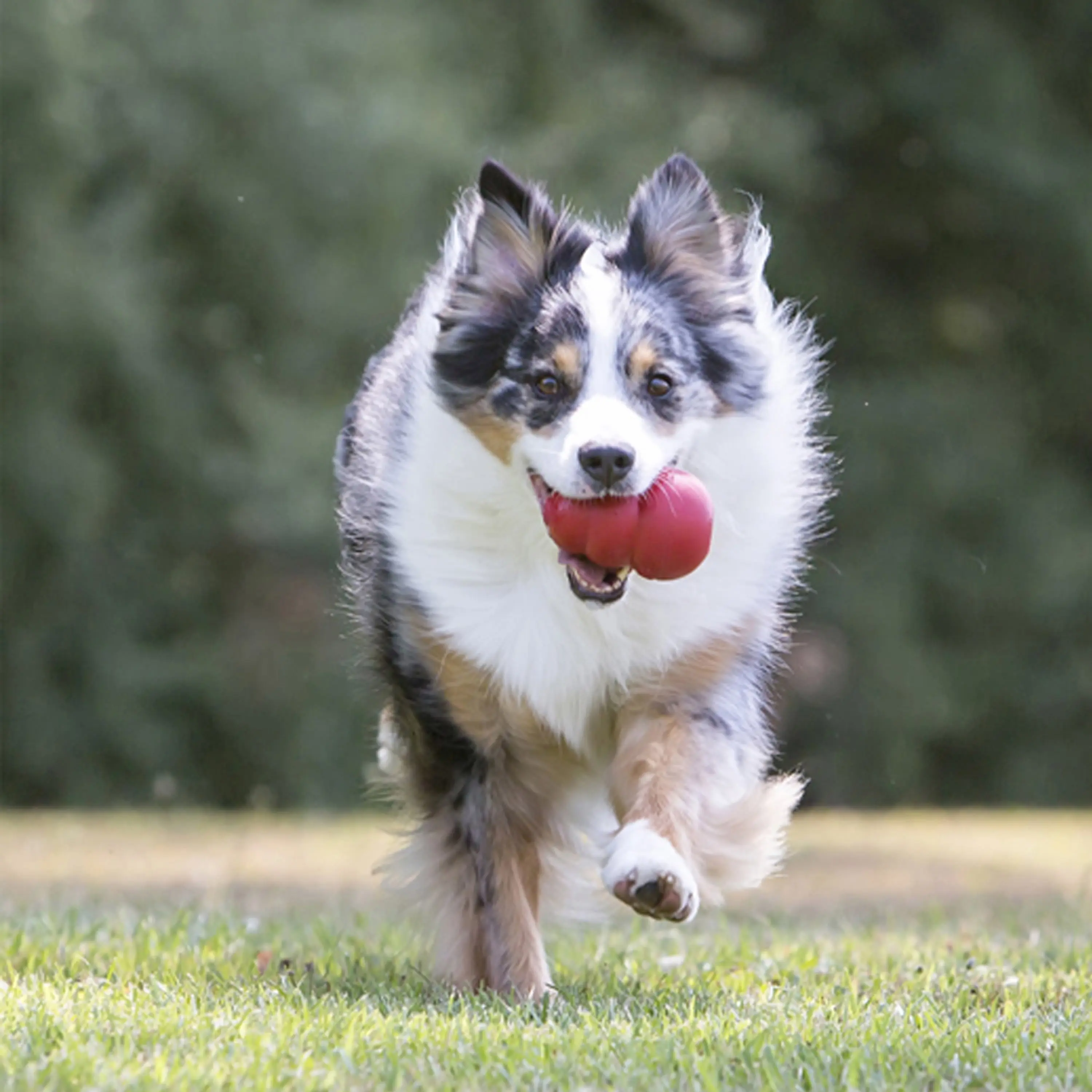 Classic Stuffed Dog Chew Toy, XXL - Image 2