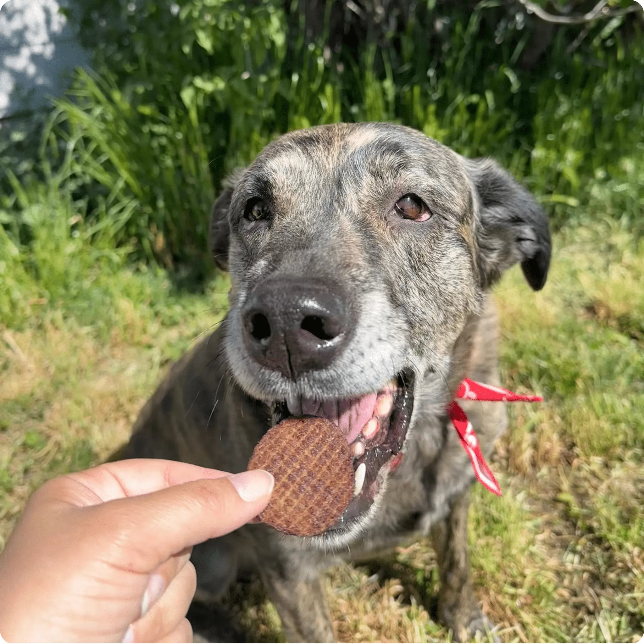 Beef Chips Dog Treats | Single-Ingredient Healthy Treats for Dogs - Image 11