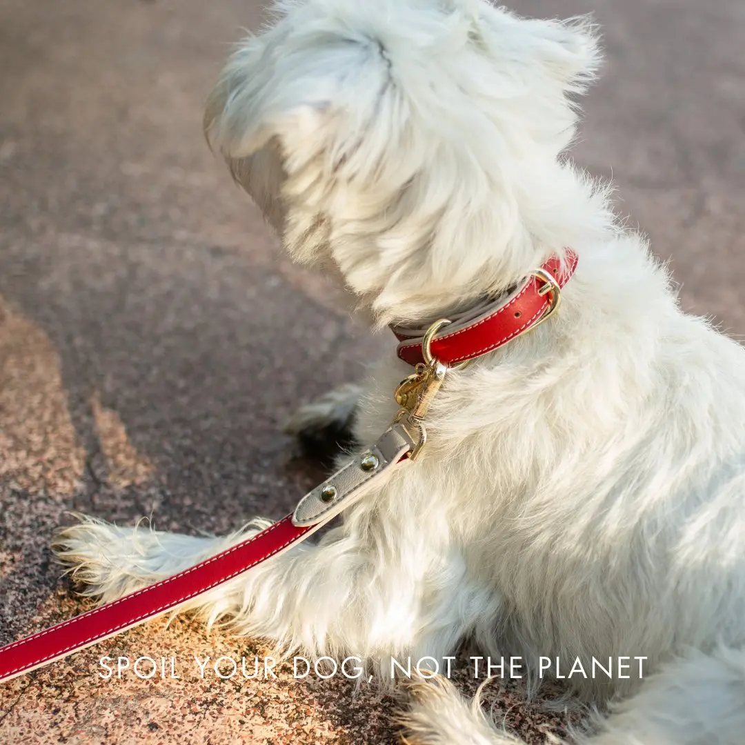 Collar - Vegan Leather - Copenhagen - Image 17
