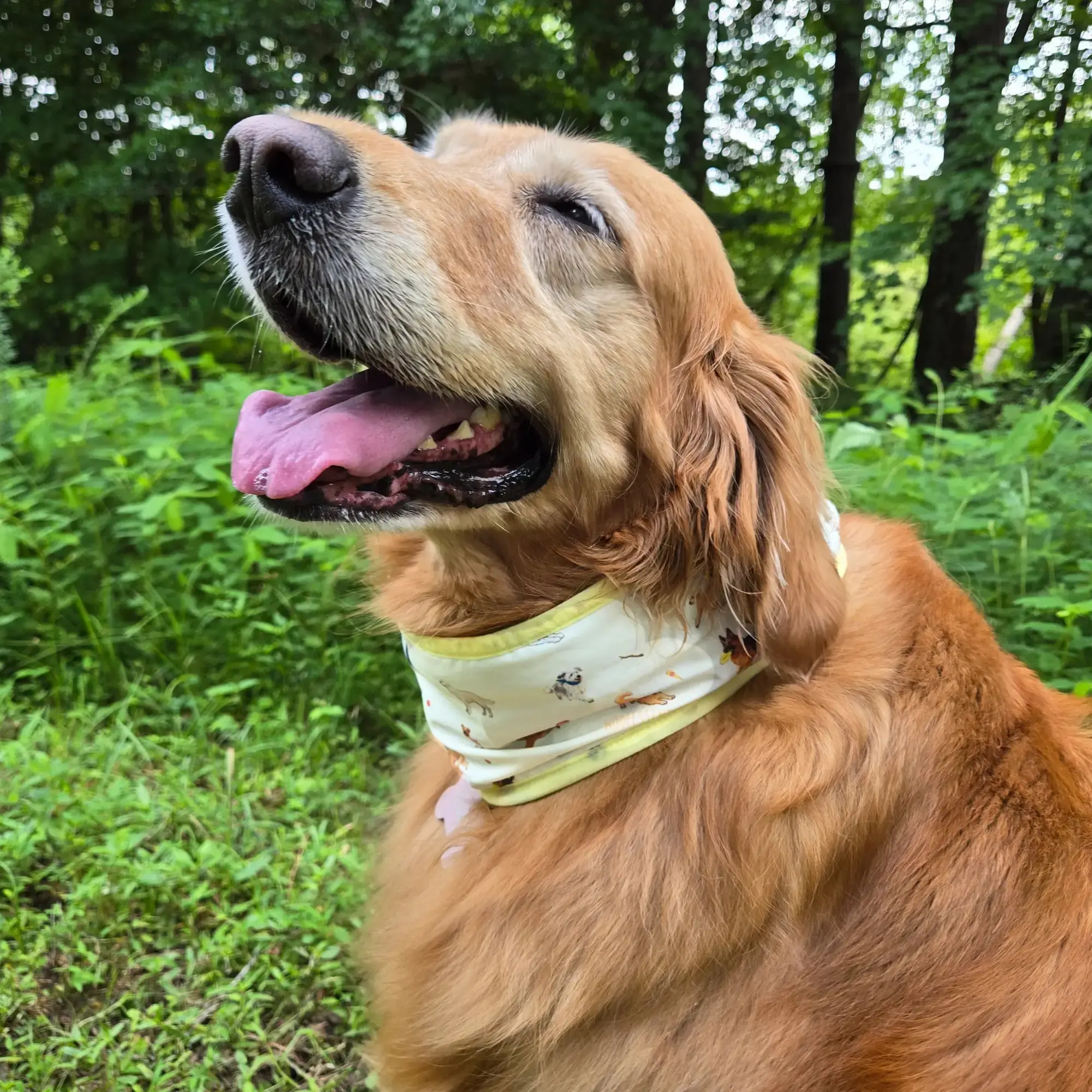 CoolingPals Dog Cooling Neck Gaiter - Image 11