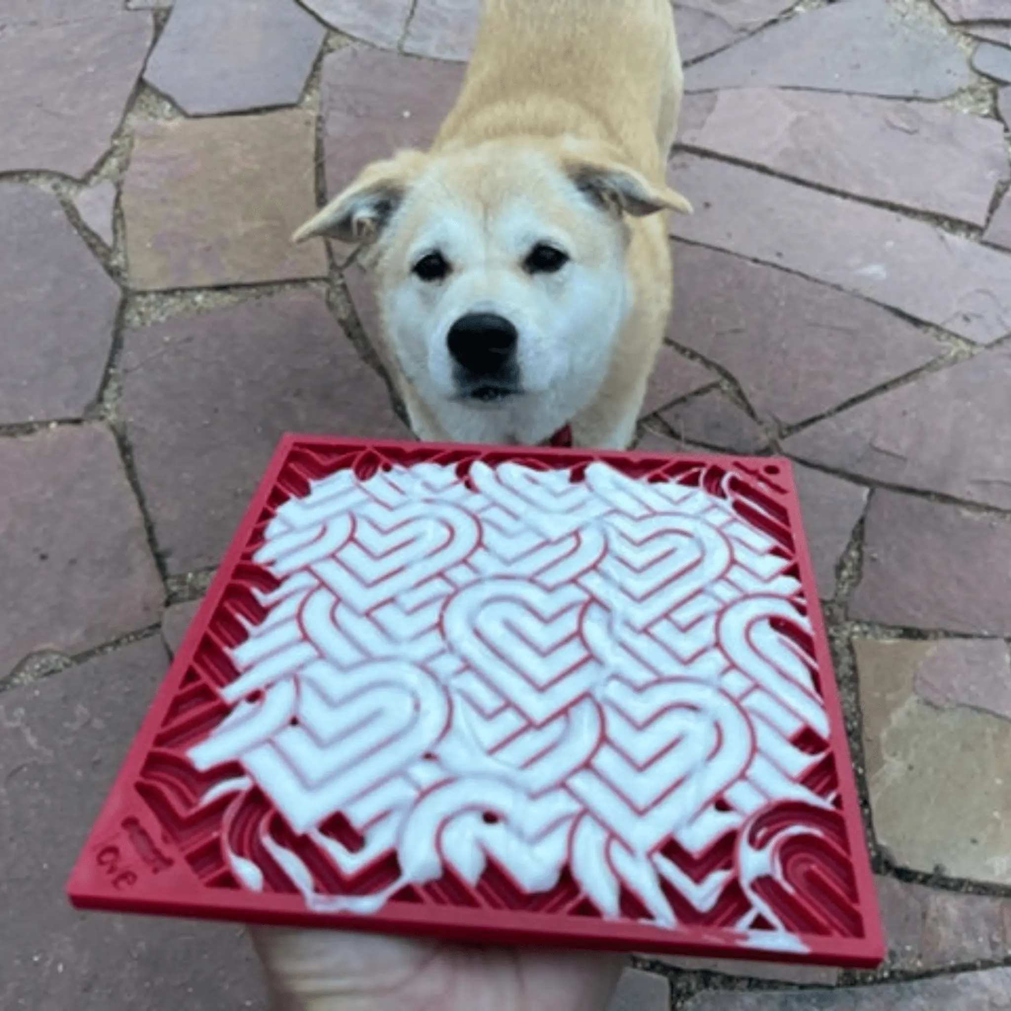 Dog Lick Mats - Image 6