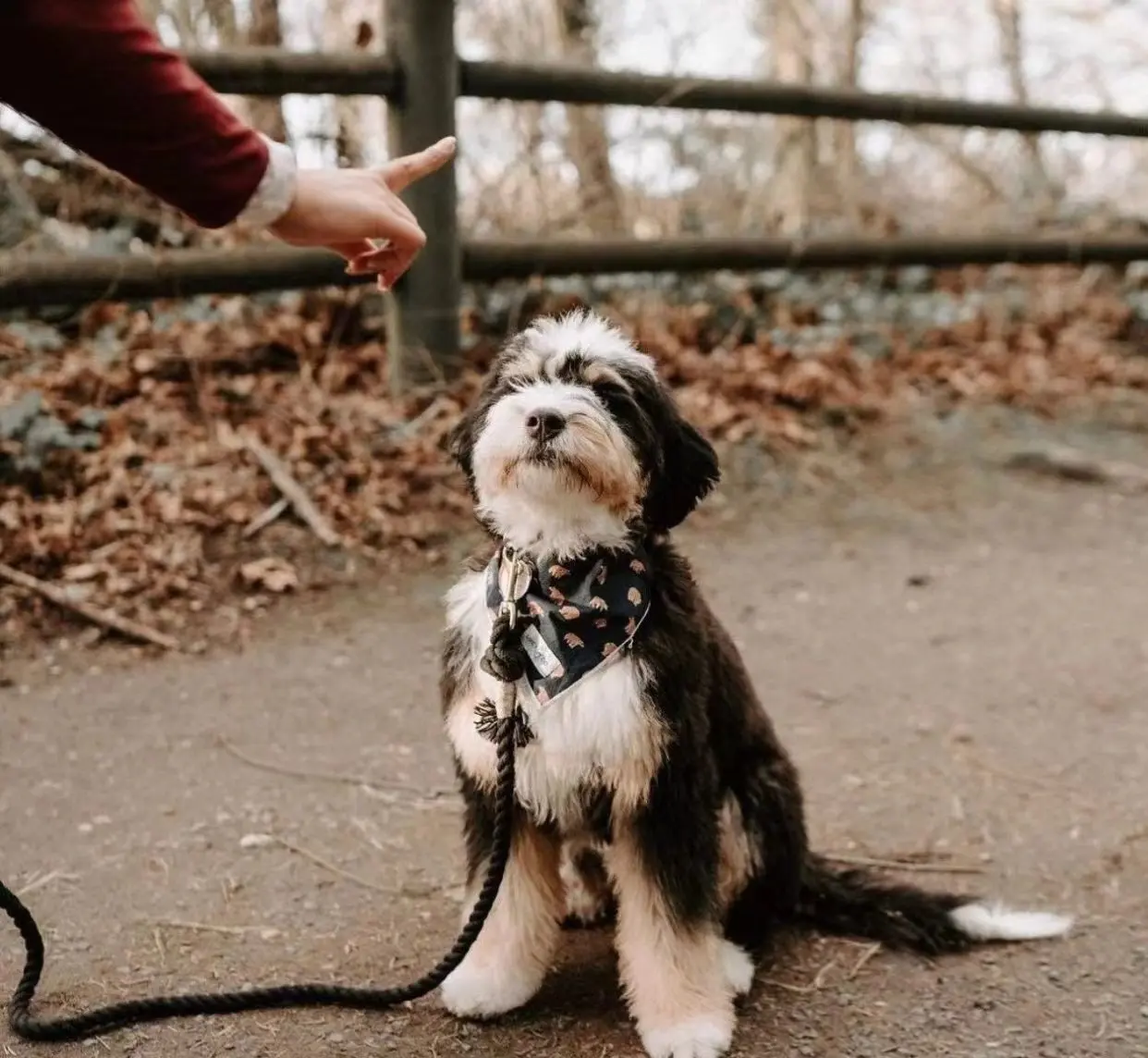 Dog Rope Leash - Natural - Image 2