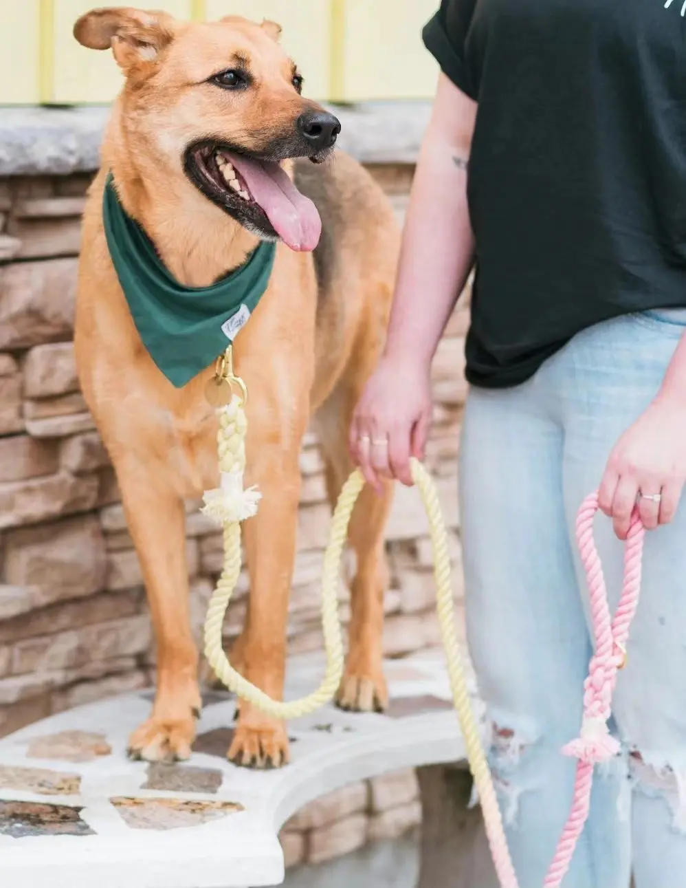 Dog Rope Leash - Natural - Image 4