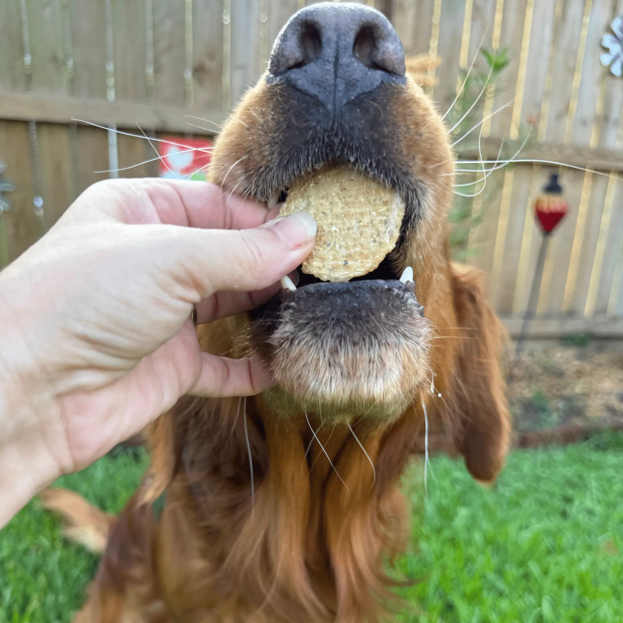Fish Chips Snack Pack Bundles | Dog Treats for Training & Travel - Image 12