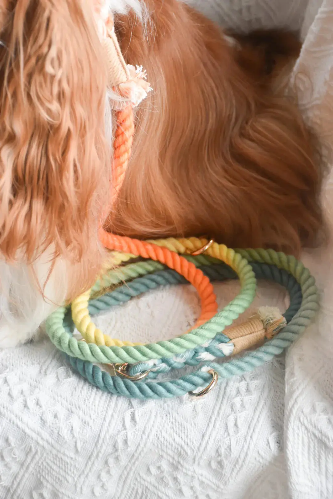 HANDS FREE DOG ROPE LEASH - FOREST SHADE - Image 2