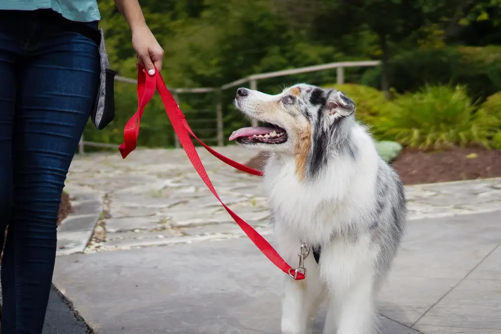 Multi-Function Leash - Image 2