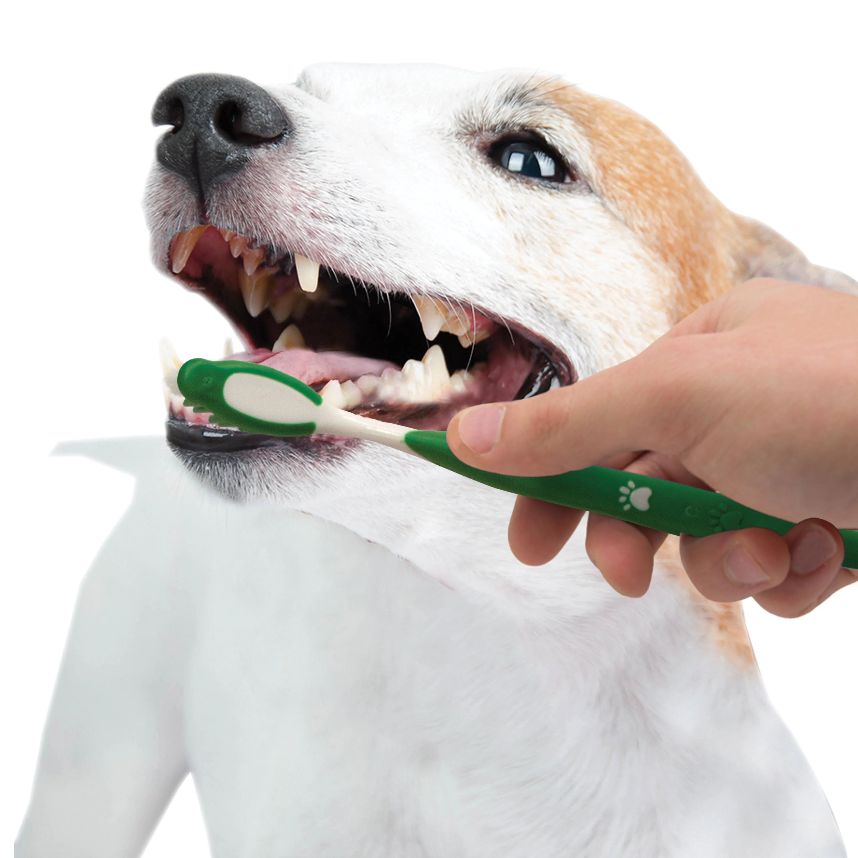 Nylabone Advanced Oral Care Natural Dog Dental Kit Peanut Butter, 1ea/2.5 oz 3 ct - Image 10