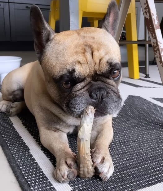 Nylabone Power Chew Antler Dog Chew Alternative Venison, 1ea/Medium/Wolf  Up To 35 Lbs. 1 ct - Image 2