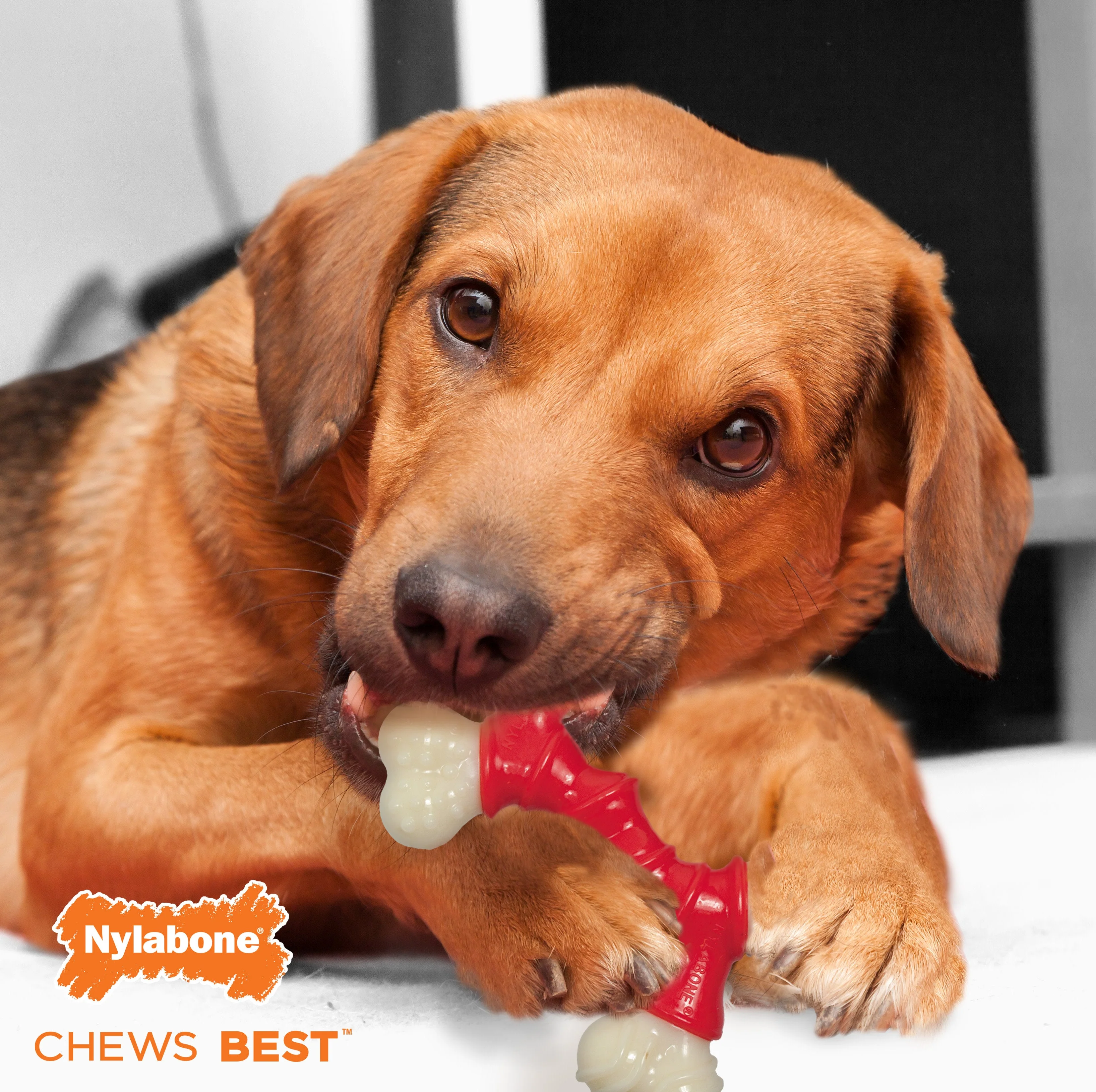 Nylabone Power Chew Double Bone Bacon Dog Chew Toy Bacon, 1ea/Medium/Wolf  Up To 35 Lbs. 1 ct - Image 3
