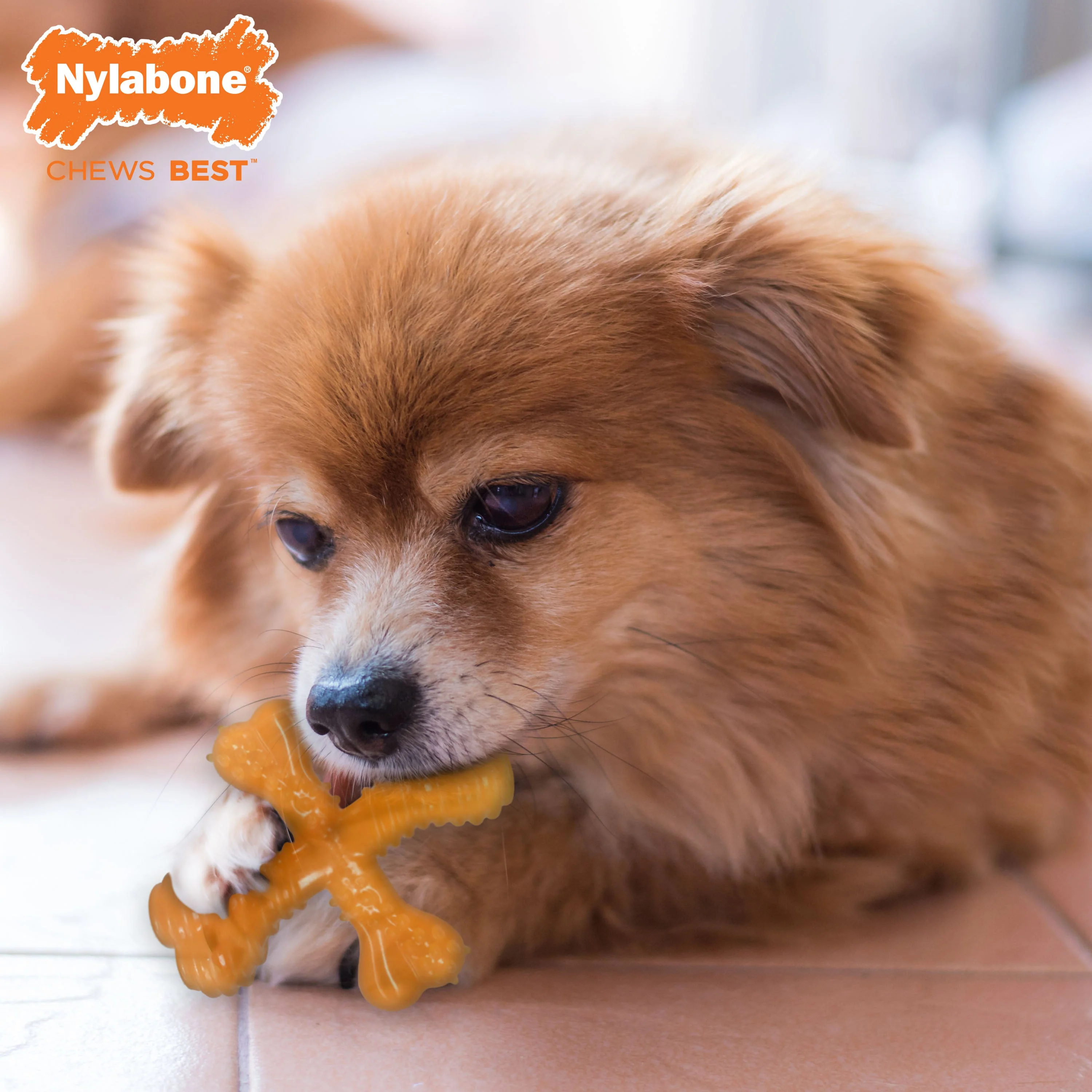 Nylabone Silver Collection Flexi Chew X-Bone Chew Toy for Senior Dogs Turkey & Sweet Potato 1ea/SMall/Regular - Up To 25 Ibs. - Image 3
