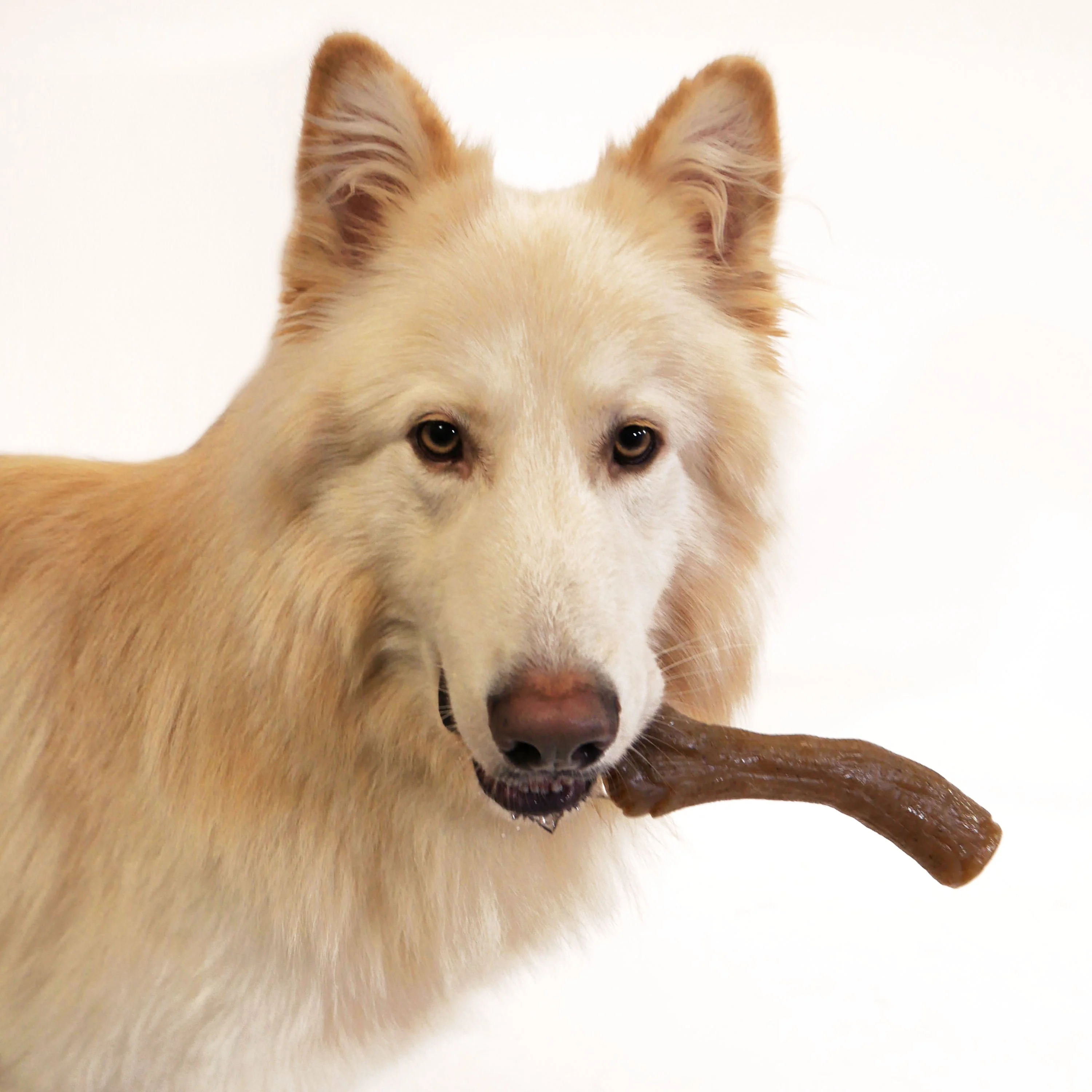 Nylabone Gourmet Style Strong Chew Toy Stick, Peanut Butter, 1ea/XL/Souper  50 Lbs. 1 ct - Image 2