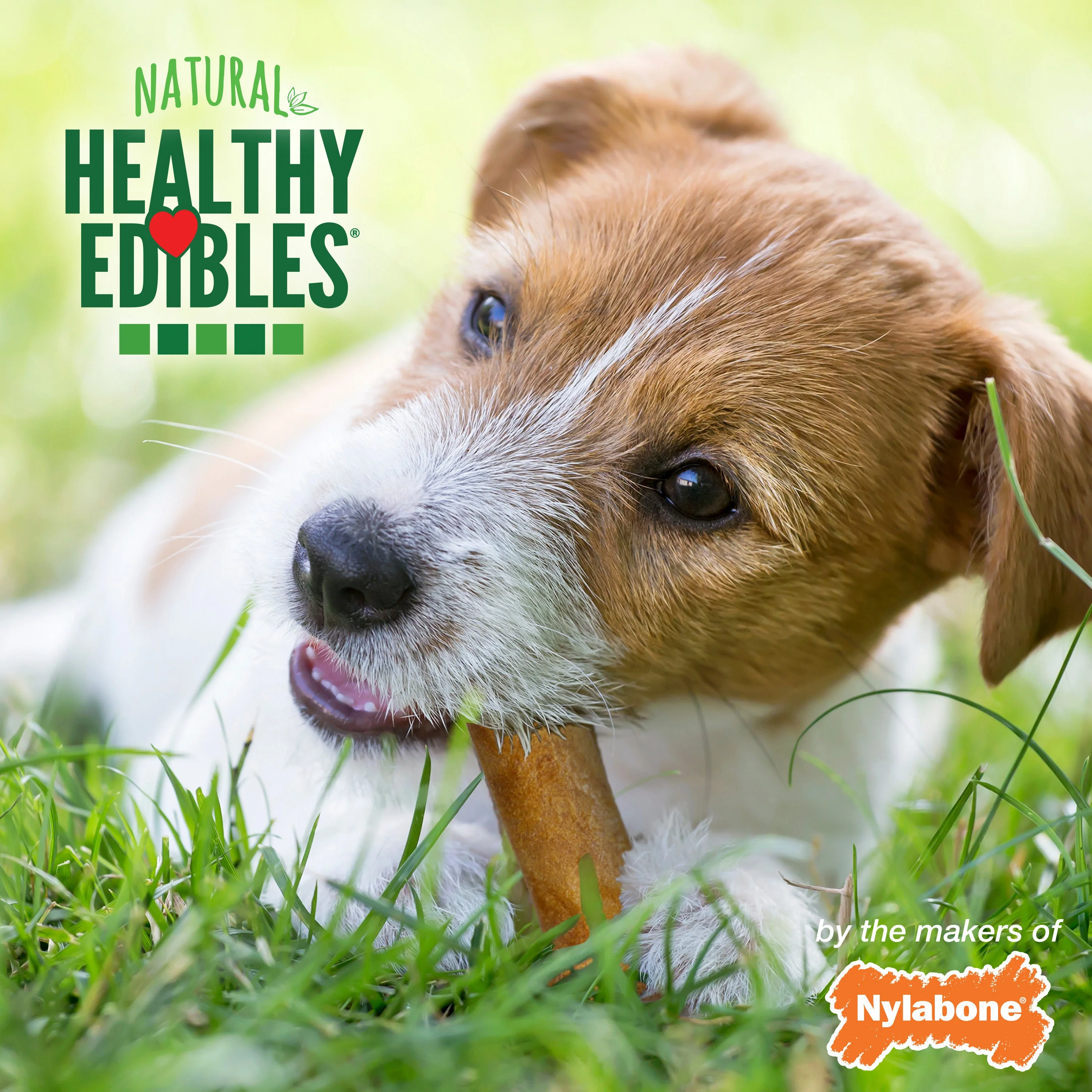 Nylabone Healthy Edibles AllNatural Long Lasting Chew Treats Variety Pack 3 count, 1ea/Petite  Up To 15 lb - Image 4