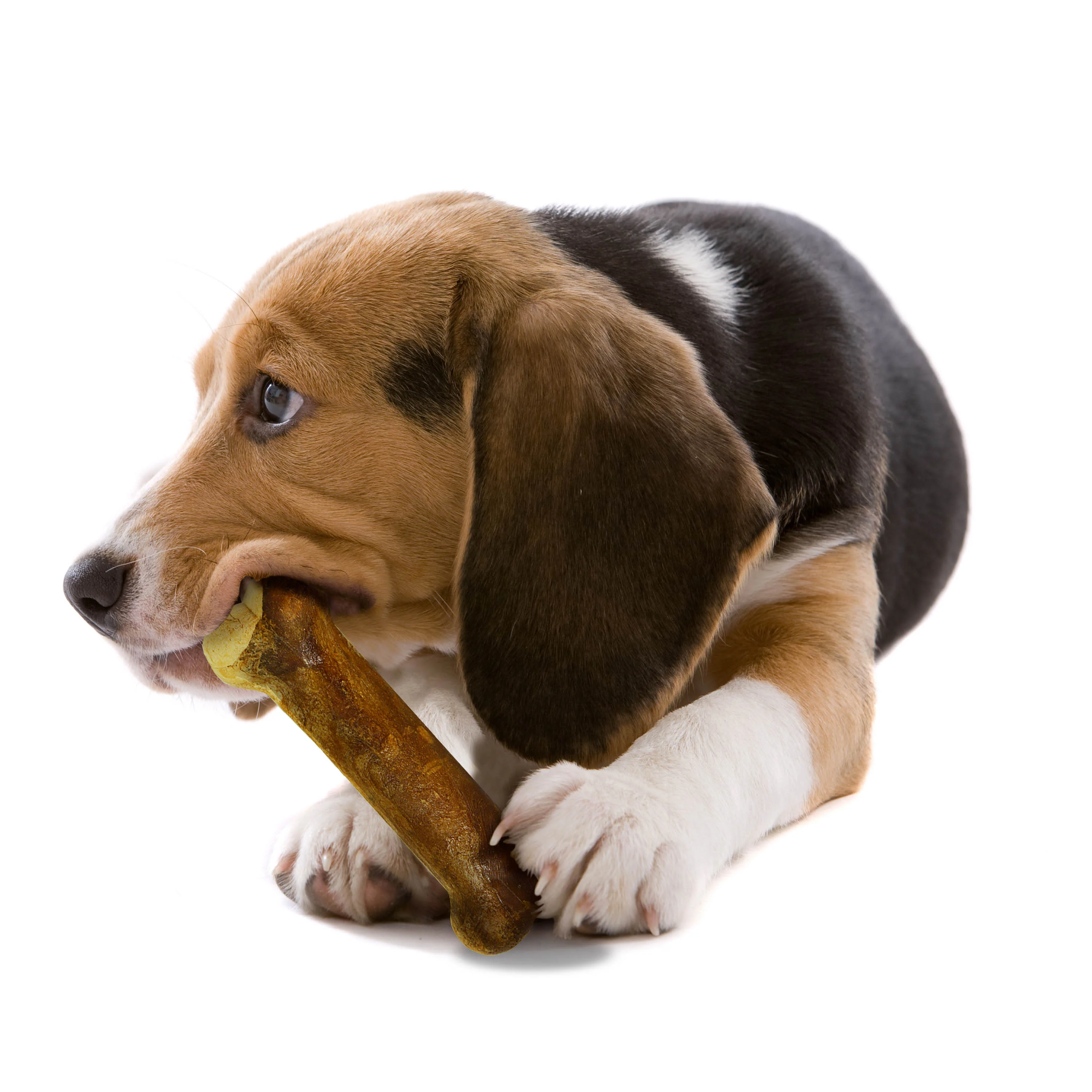 Nylabone Healthy Edibles AllNatural Long Lasting Chew Treats 2 count, 1ea/Wolf  Up To 35 lb - Image 10