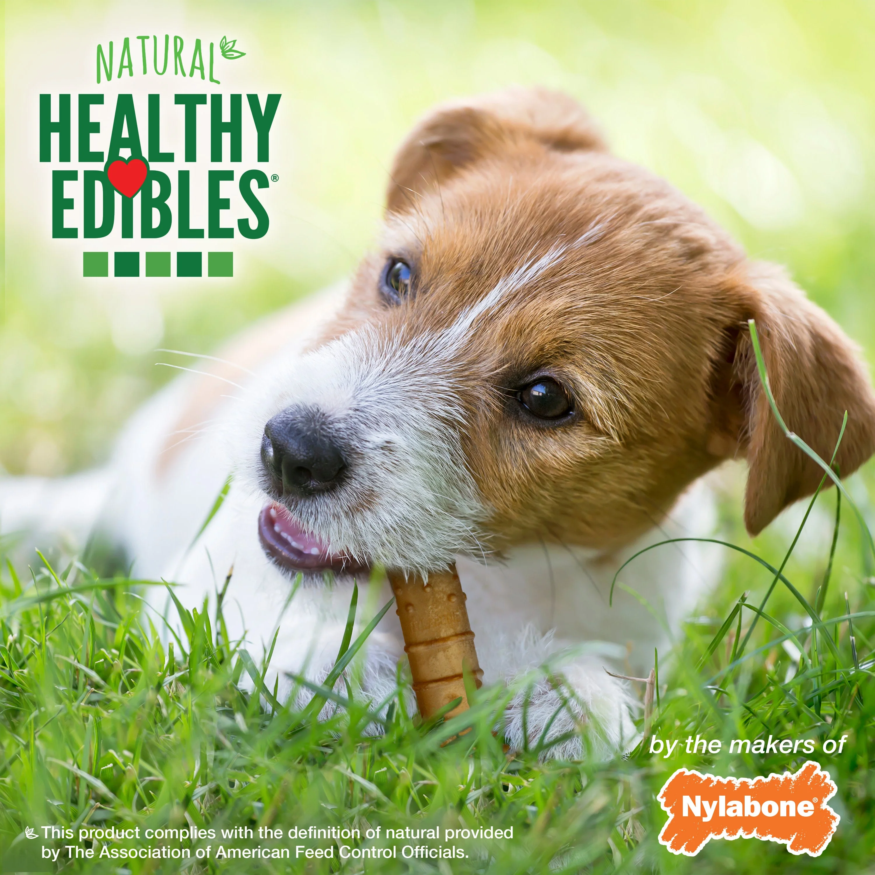 Nylabone Healthy Edibles AllNatural Long Lasting Chew Treats Turkey Apple, 1ea/SMall/Regular Up To 25 Ibs. 4 ct - Image 6