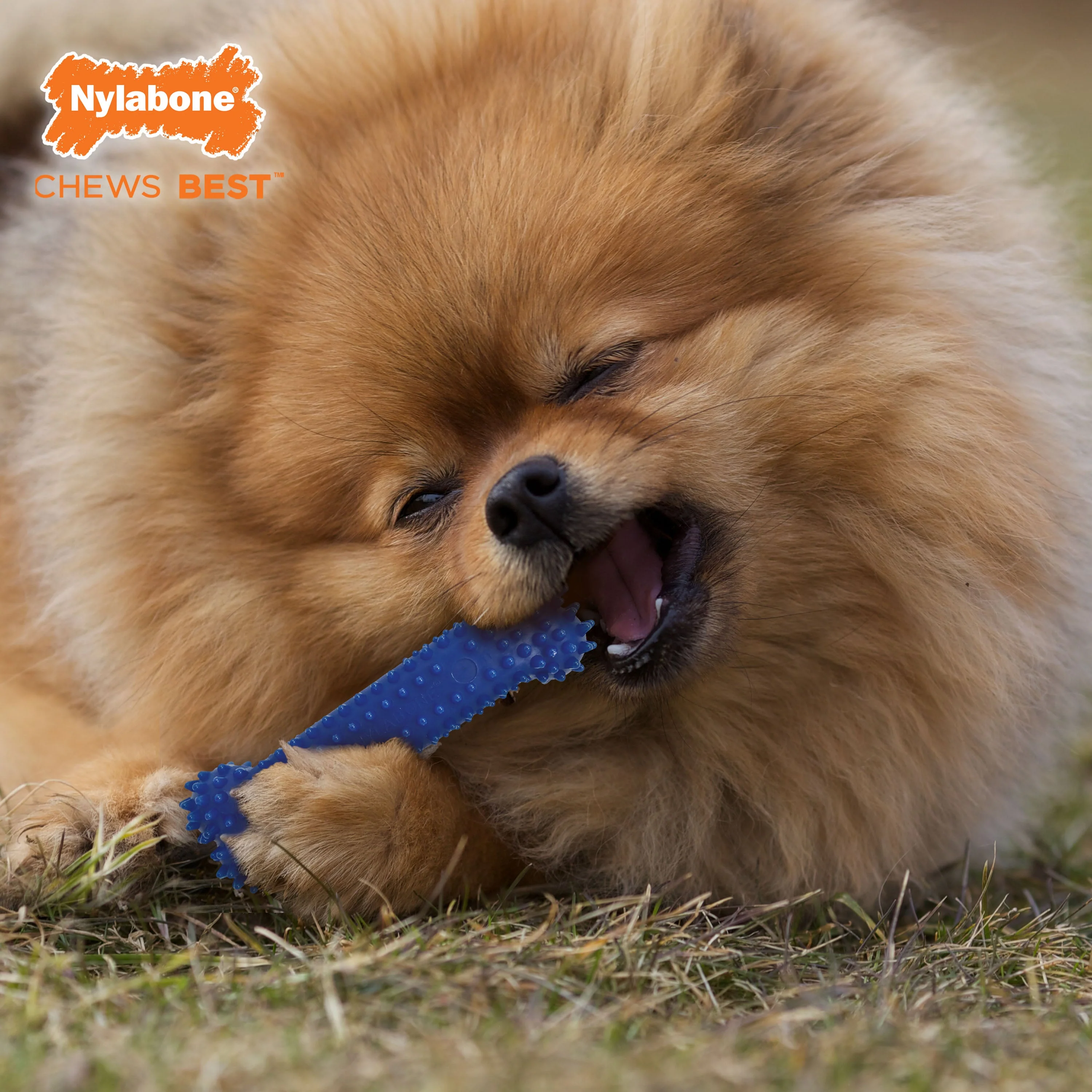 Nylabone Healthy Edibles and Flexi Chew Value Pack Chicken Bacon, 1ea/SMall/Regular Up To 25 Ibs. 3 ct - Image 7