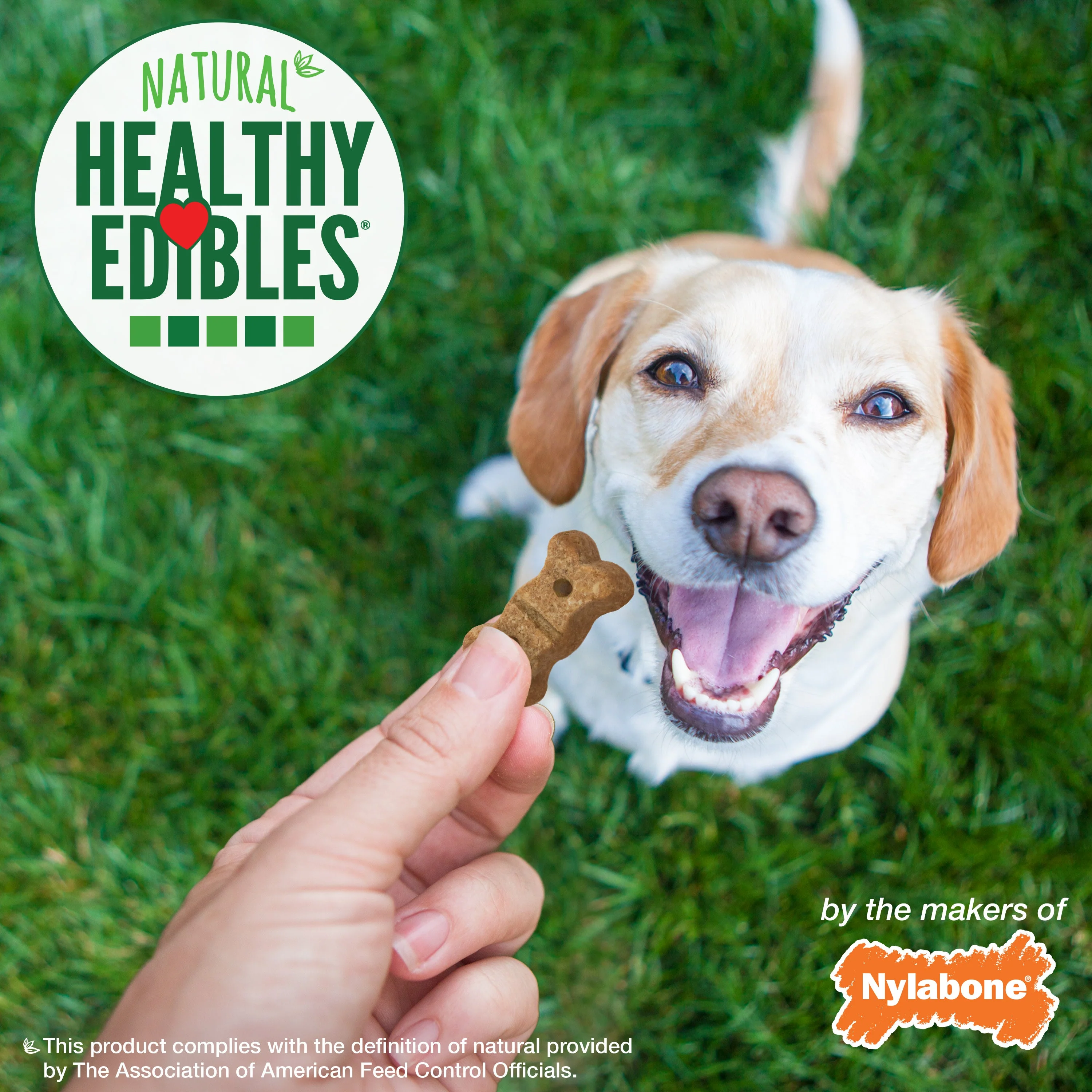 Nylabone Healthy Edibles Biscuits Grain Free Dog Treats Peanut Butter & Apple 1ea/12 oz - Image 6