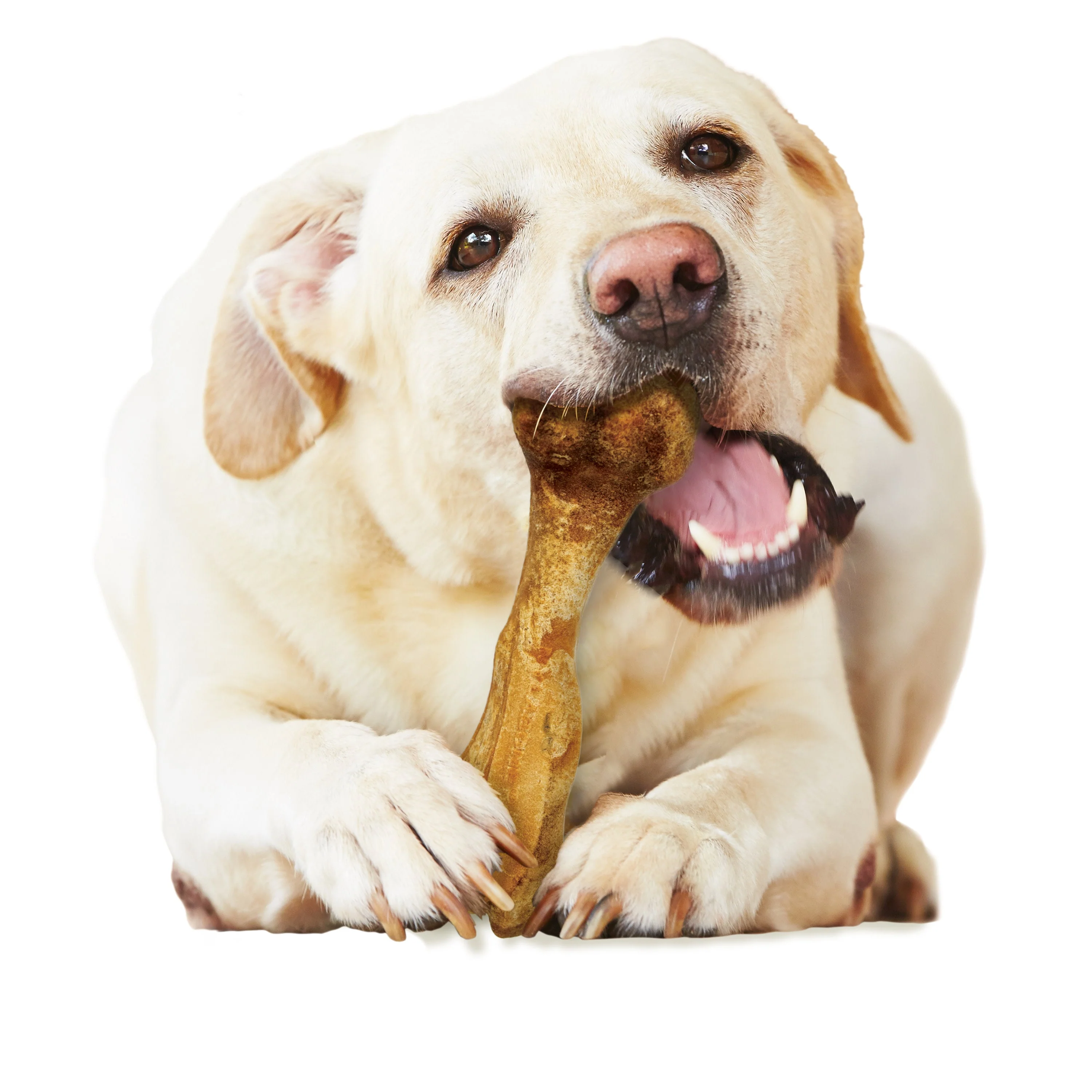 Nylabone Healthy Edibles Broth Bone AllNatural Long Lasting Chew Treats 1 Count, 1ea/Giant  Up To 50 lb - Image 4