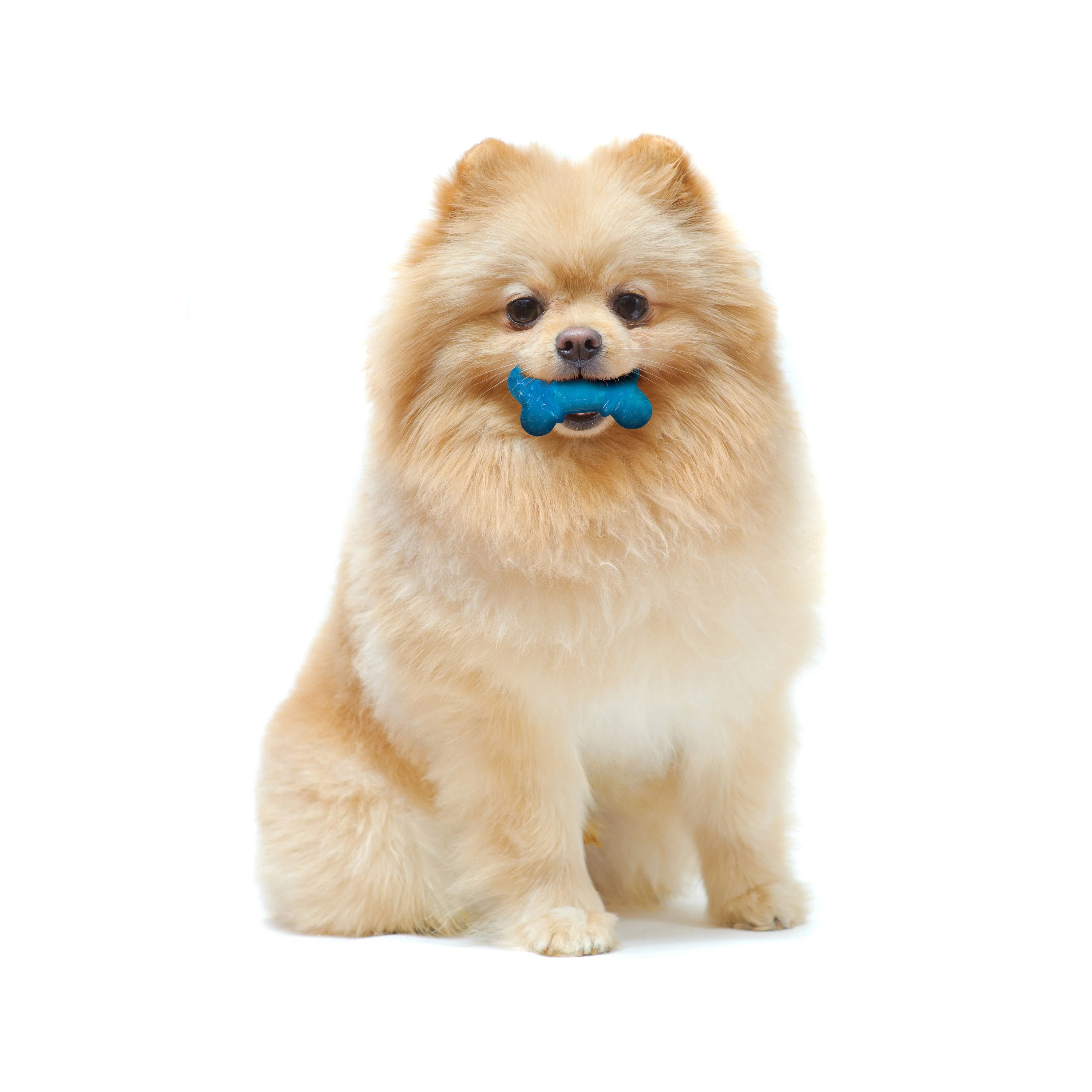 Nylabone Moderate Chew FlexiChew Bone Peanut Butter Bacon, Orange Blue, 1ea/XXS/Tiny Up To 8 Lbs. 2 ct - Image 2