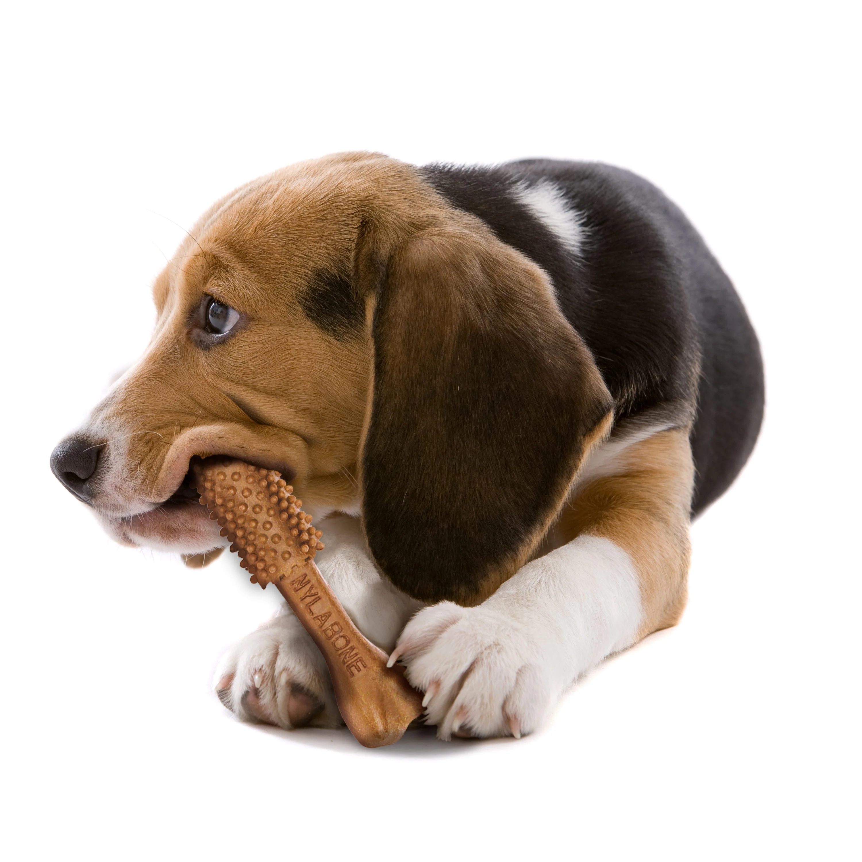 Nylabone Nutri Dent Filet Mignon Dog Dental Chews Filet Mignon Medium - 15 Lbs. To 30 lb (20 ct) - Image 11