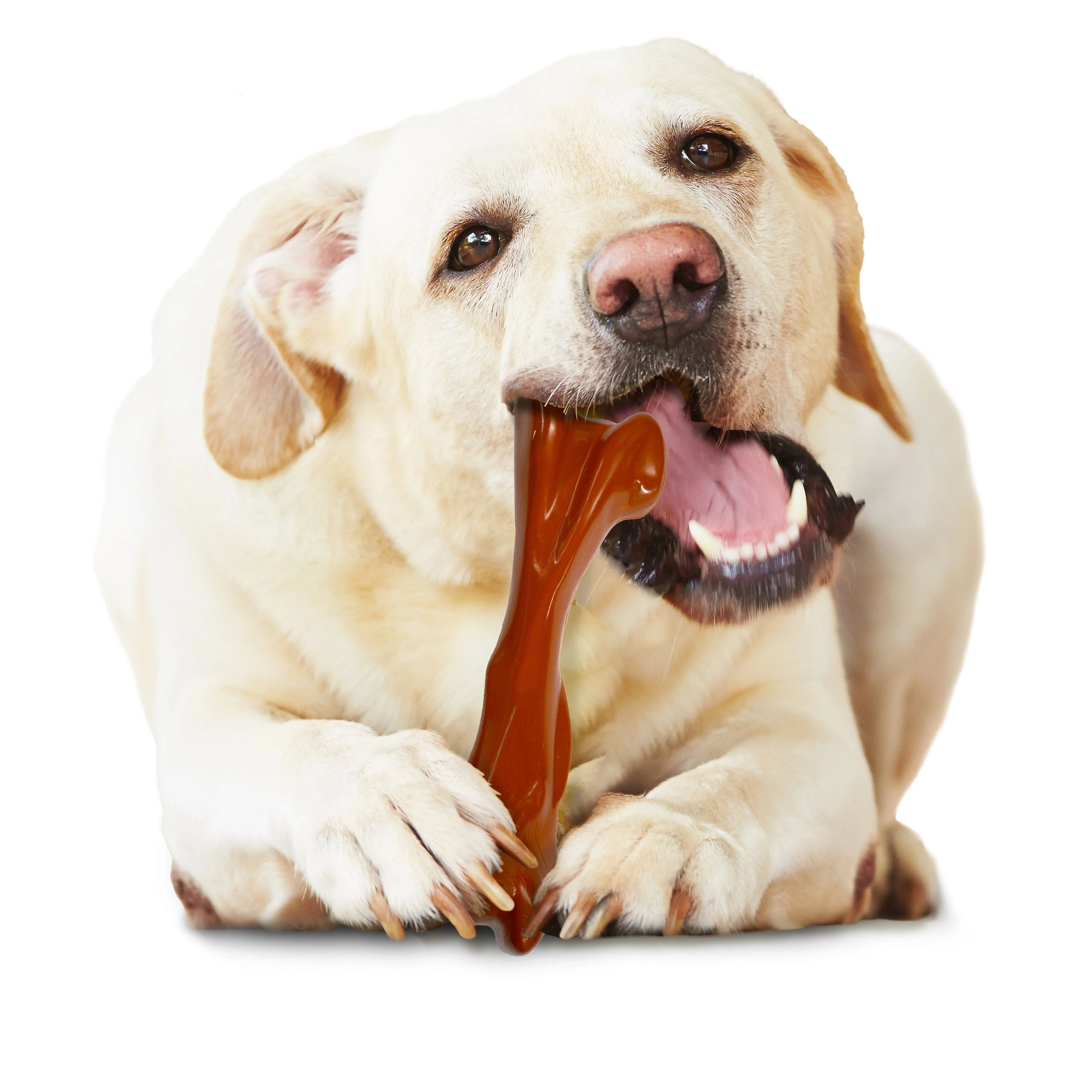 Nylabone Power Chew Bison Bone Alternative Nylon Chew Toy Bison, 1ea/Large/Giant  Up To 50 Lbs. 1 ct - Image 3