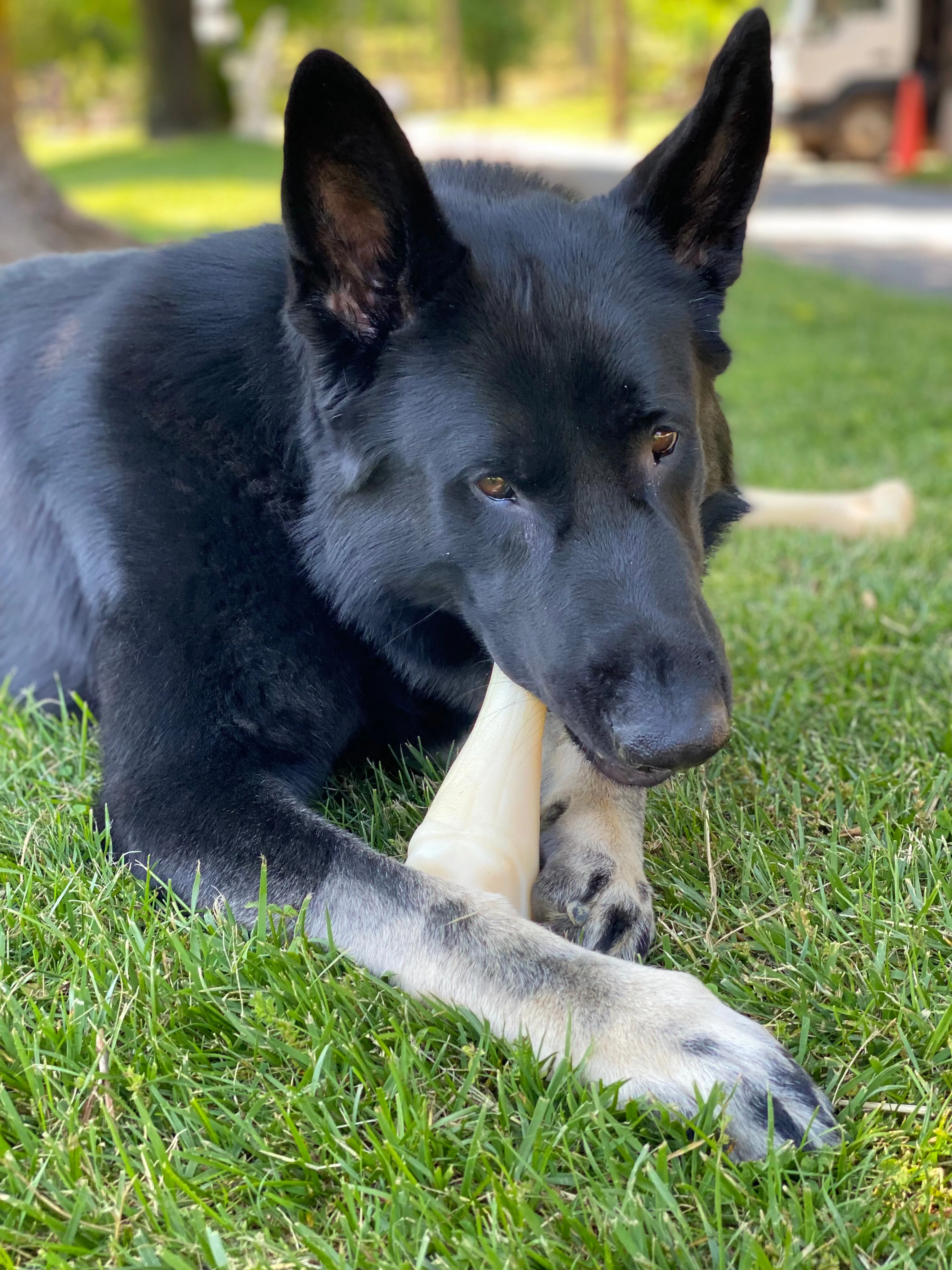 Nylabone Power Chew Jumbo Drumstick Big Dog Chew Toy Chicken 1ea/XXL/Monster - 50++ lb - Image 3