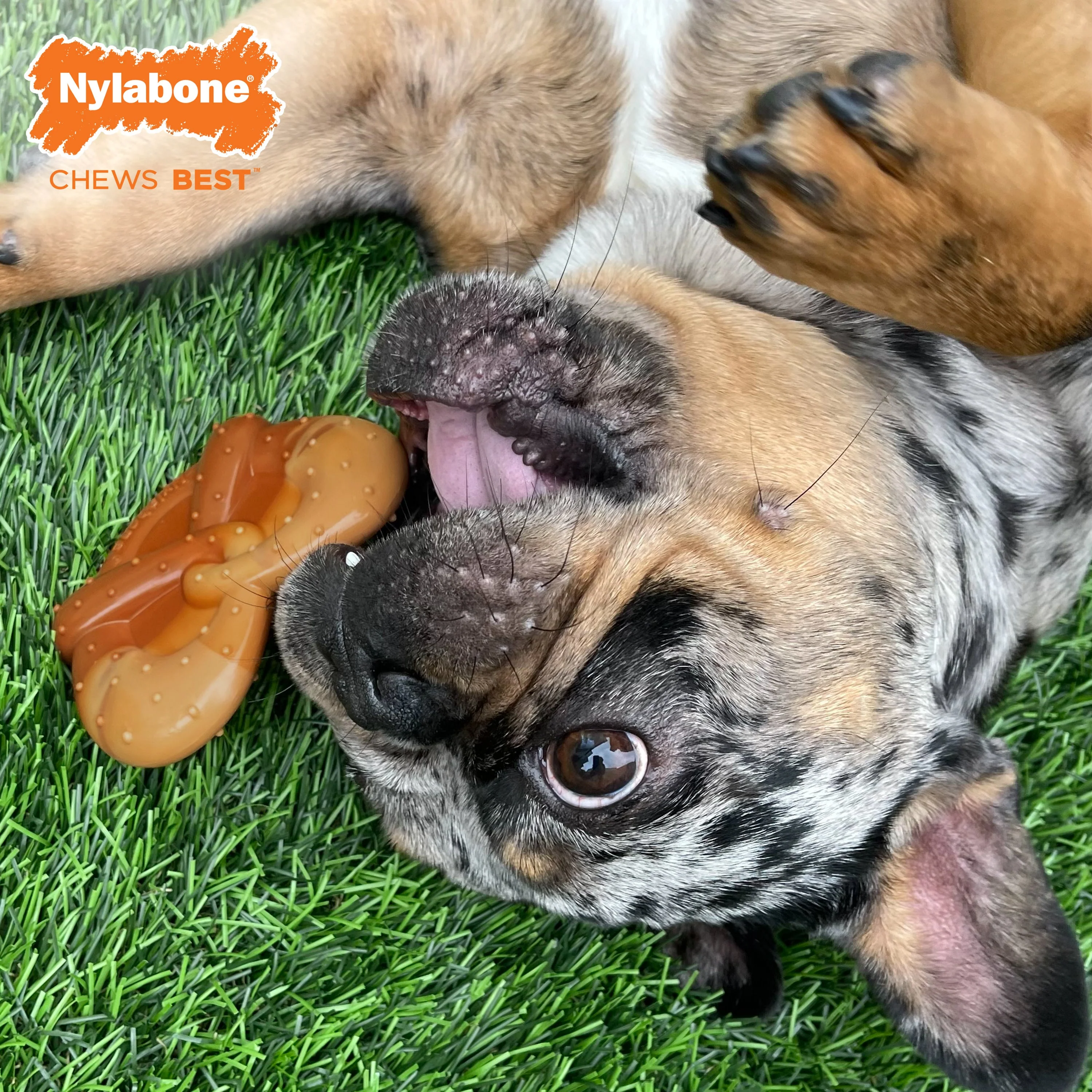 Nylabone Power Chew Pretzel Dog Toy Bacon Peanut Butter, 1ea/SMall/Regular Up To 25 Ibs. 1 ct - Image 2