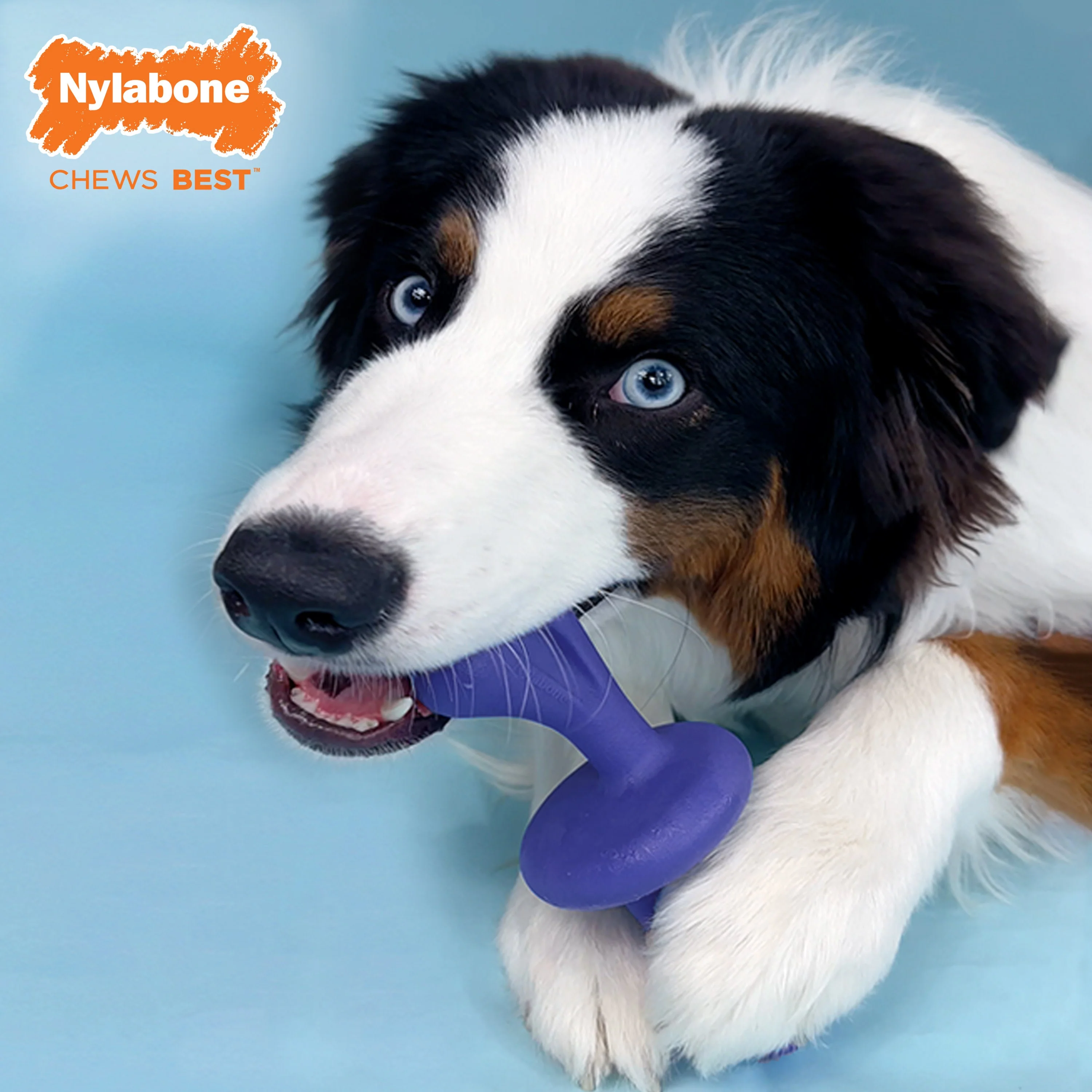 Nylabone Power Chew Rolling Dog Toy 1ea/Large/Giant Up To 50 Lbs. 1 ct - Image 3