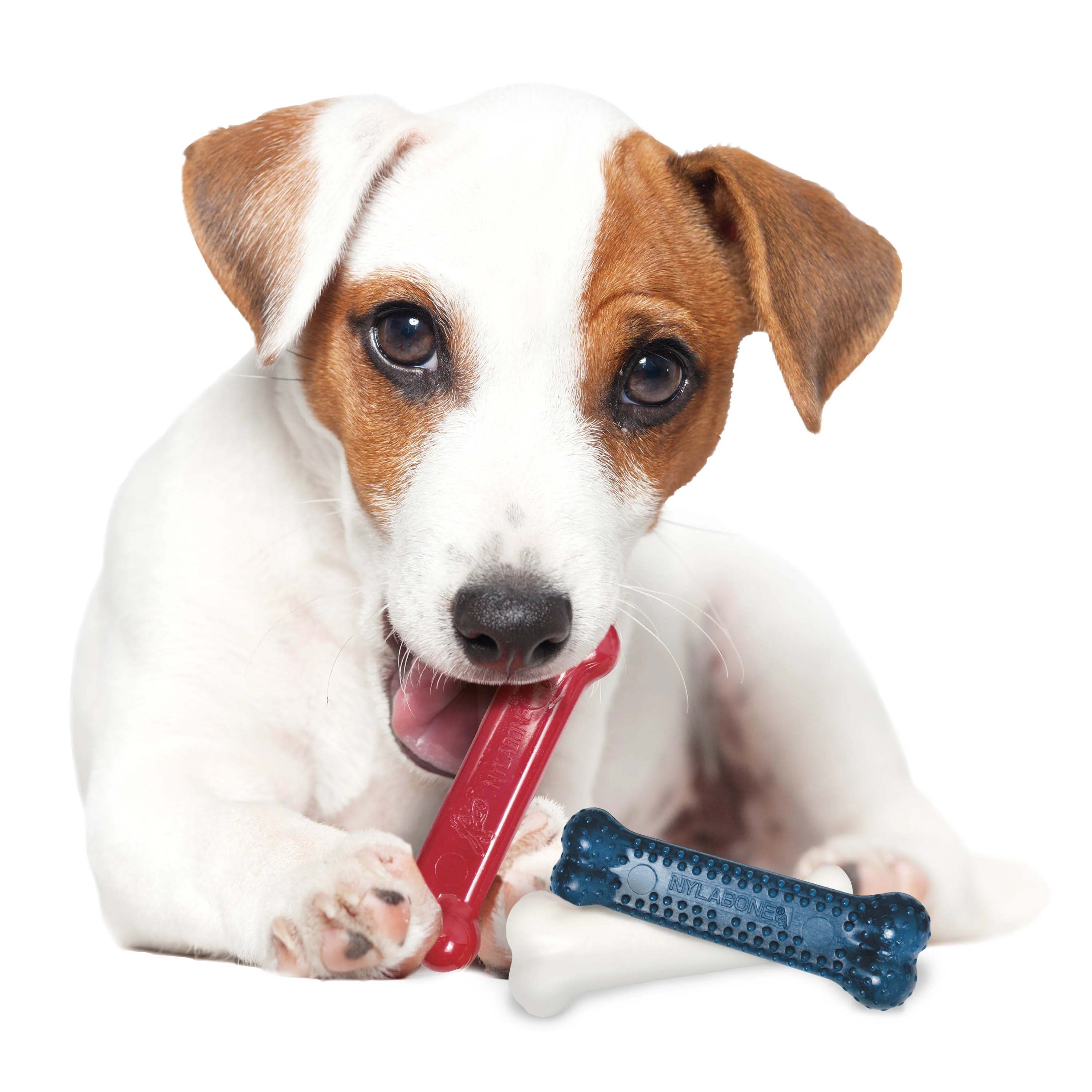 Nylabone Power Chew Variety Triple Pack Chicken, Bacon Peanut Butter, 1ea/SMall/Regular Up To 25 Ibs. 3 ct - Image 2