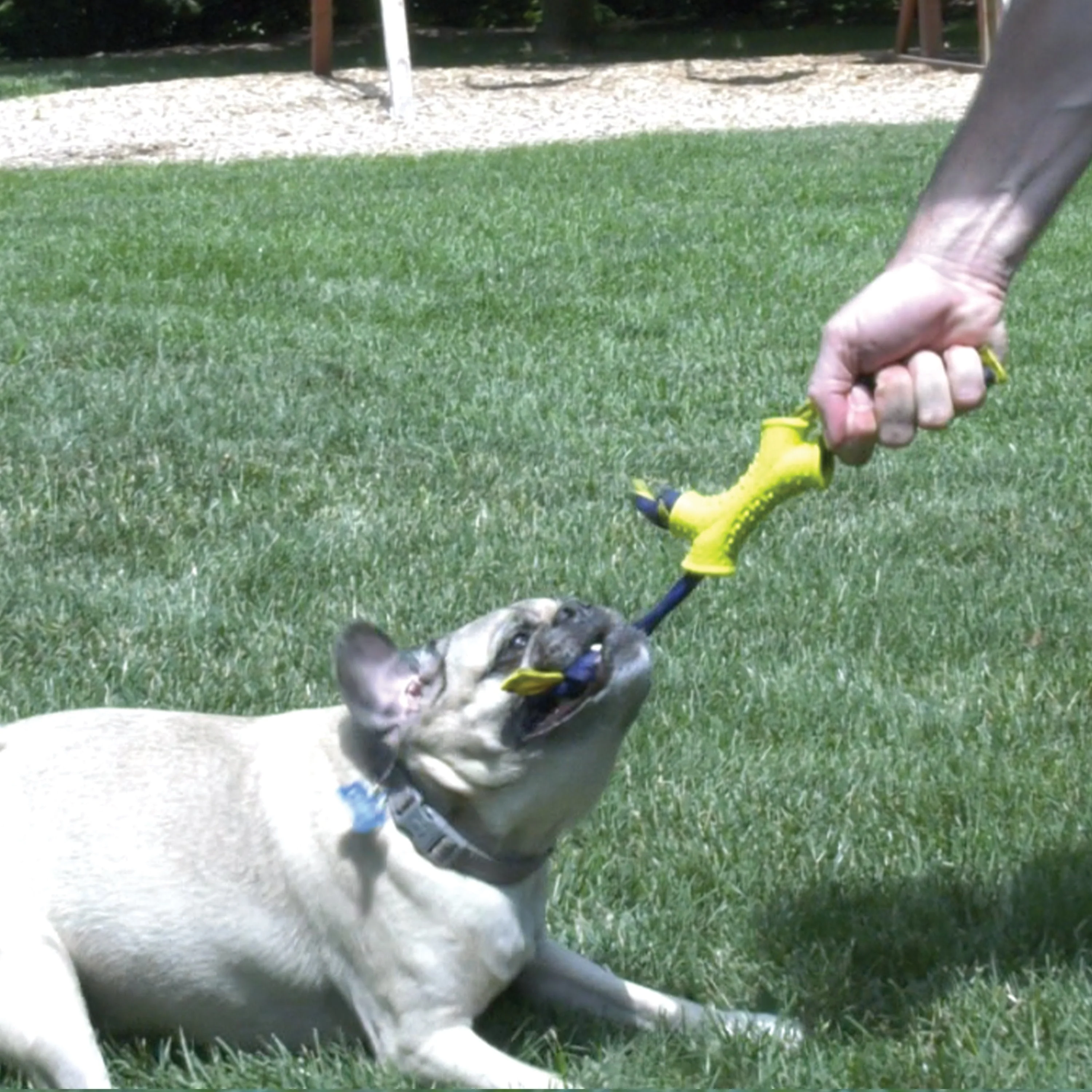Nylabone Power Play Interactive Dog Toy Shake-a-Toss 1ea/SMall/Regular - Up To 25 Ibs. - Image 9