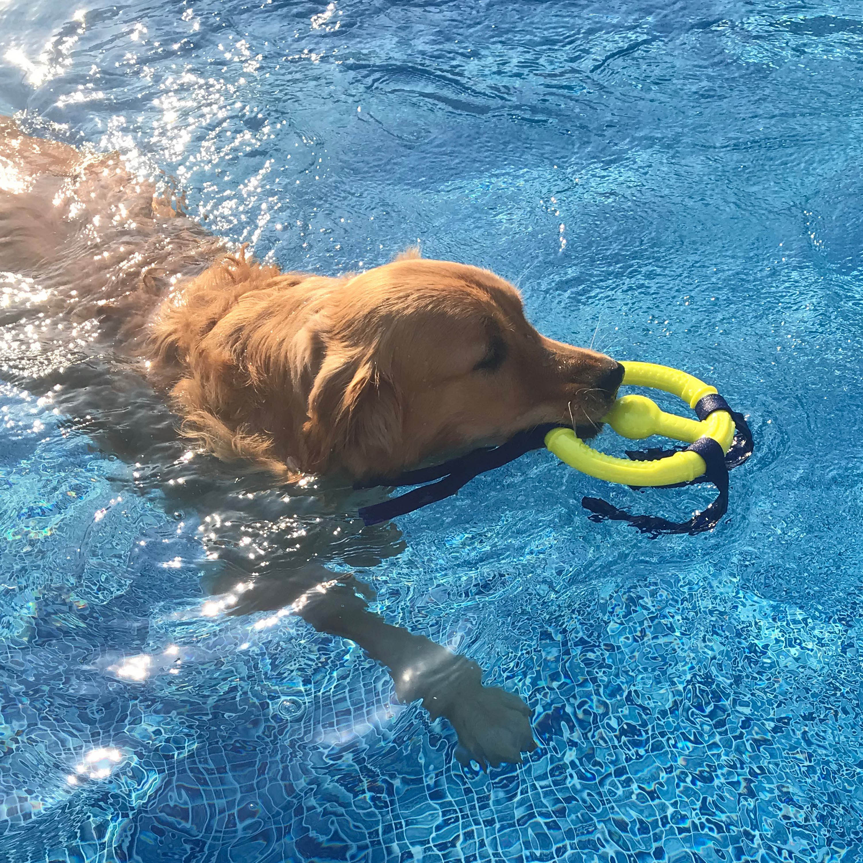 Nylabone Power Play Ring Thing Floatable Dog Toy 1ea/Medium/Wolf Up To 35 Lbs. 1 ct - Image 5