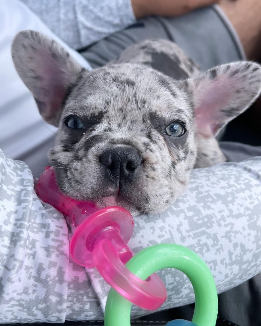 Nylabone Puppy Pacifier Teething Toy Bacon, 1ea/SMall/Regular Up To 25 Ibs. 1 ct - Image 2
