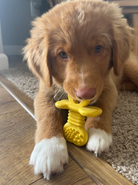 Nylabone Puppy Rubber Teethers Vanilla, 1ea/SMall/Regular Up To 25 Ibs. 1 ct - Image 2