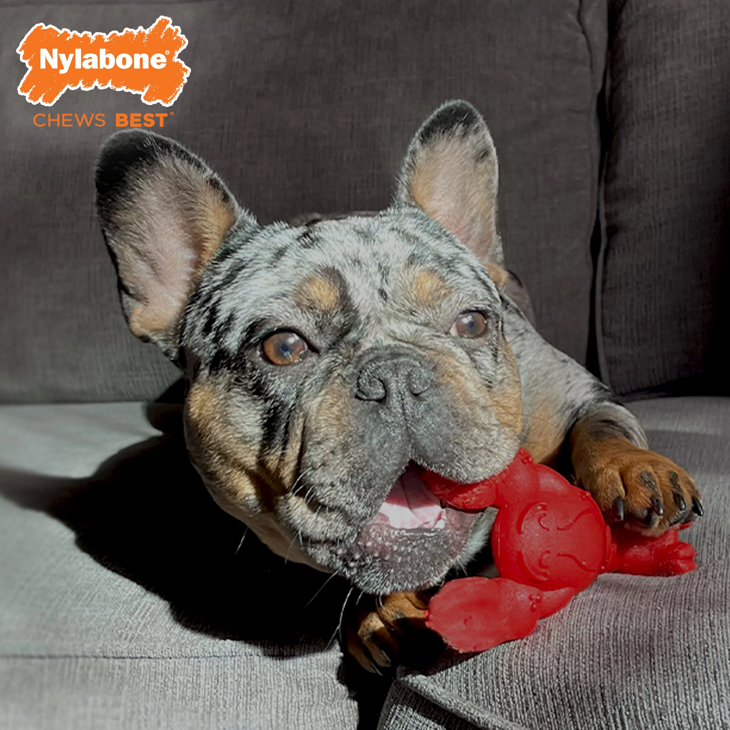Nylabone Power Chew Lobster Dog Toy Filet Mignon, 1ea/Medium/Wolf Up To 35 Lbs. 1 ct - Image 2