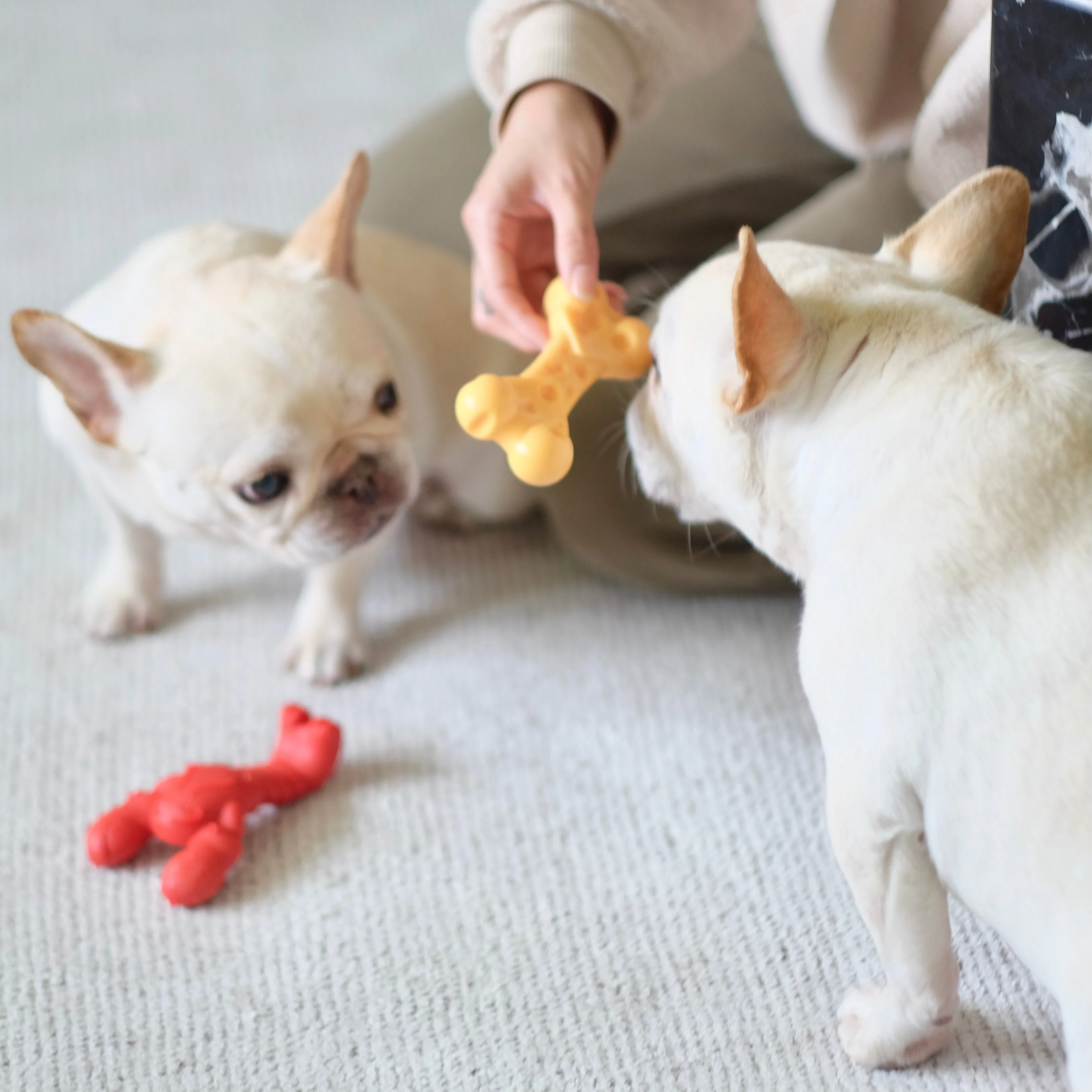Nylabone Power Chew Lobster Dog Toy Filet Mignon, 1ea/Medium/Wolf Up To 35 Lbs. 1 ct - Image 7