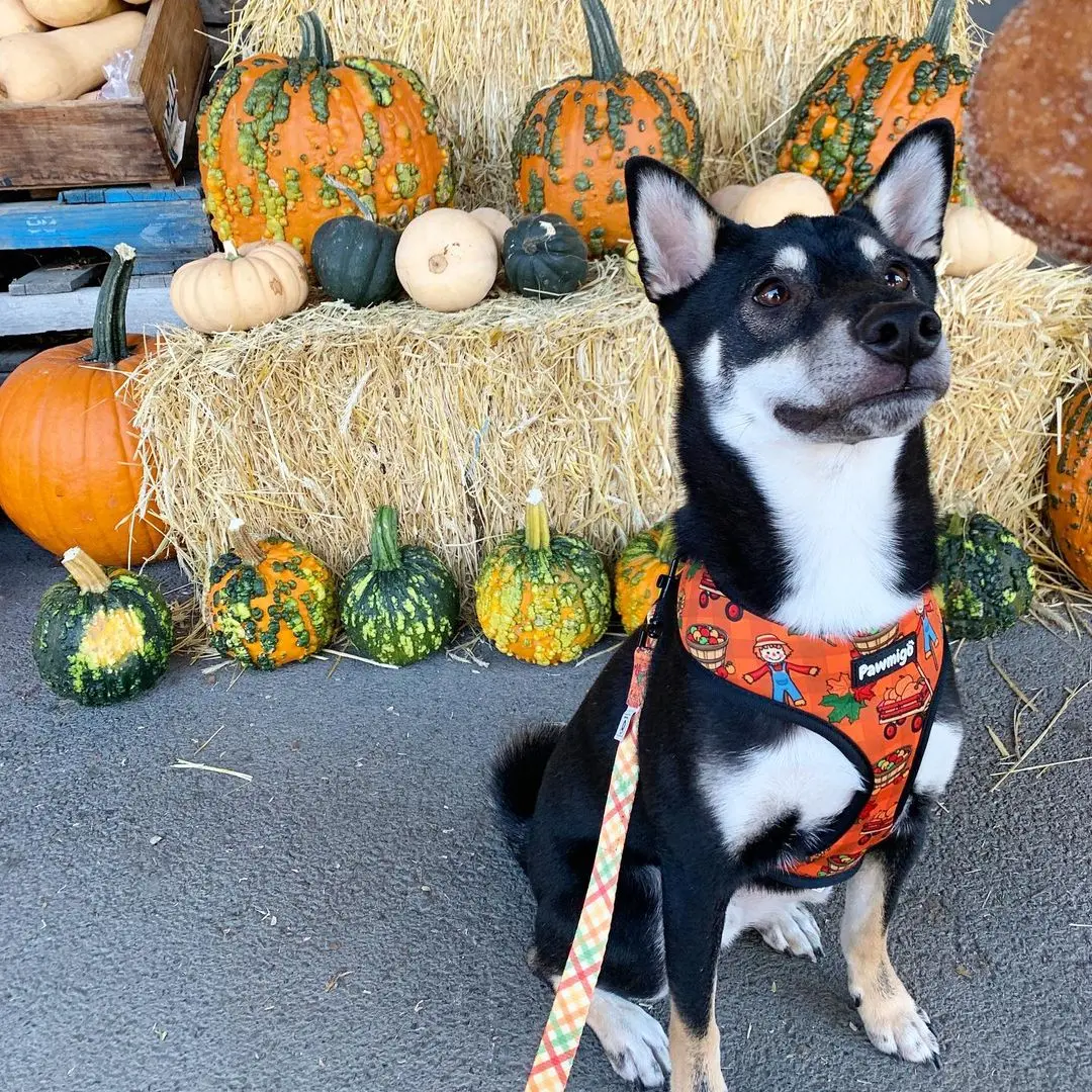 Pupkin Patch Leash Kit - Image 3