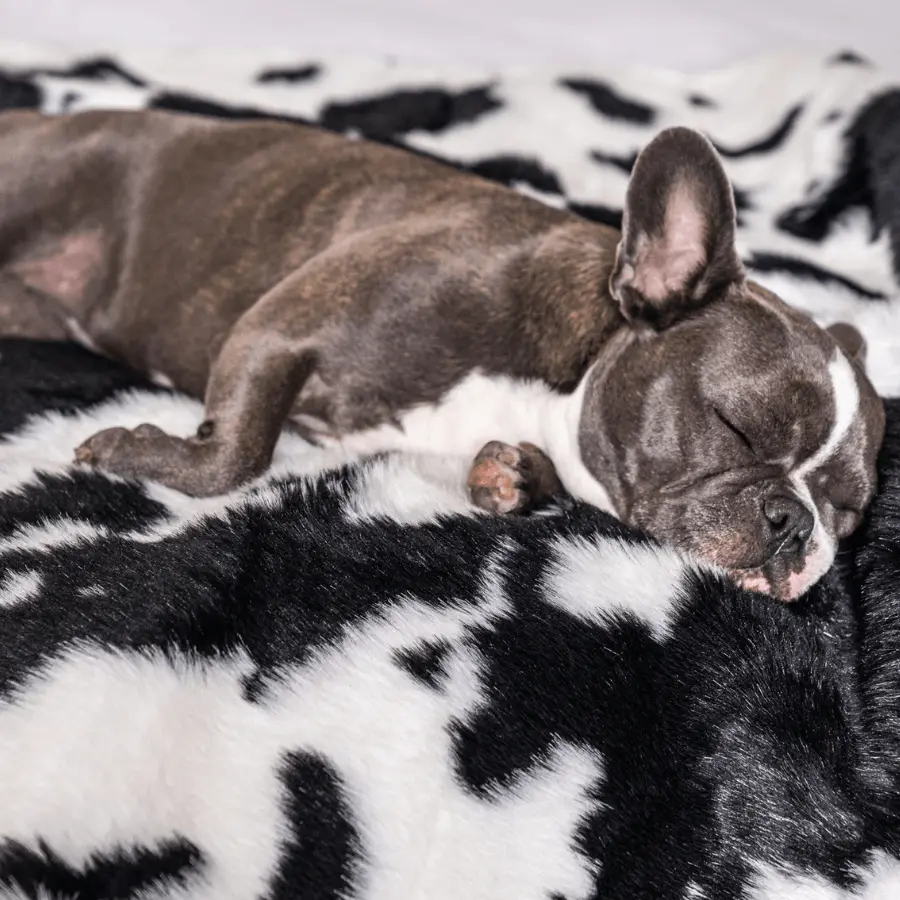 PupProtector™ Waterproof Throw Blanket - Black Faux Cowhide - Image 12
