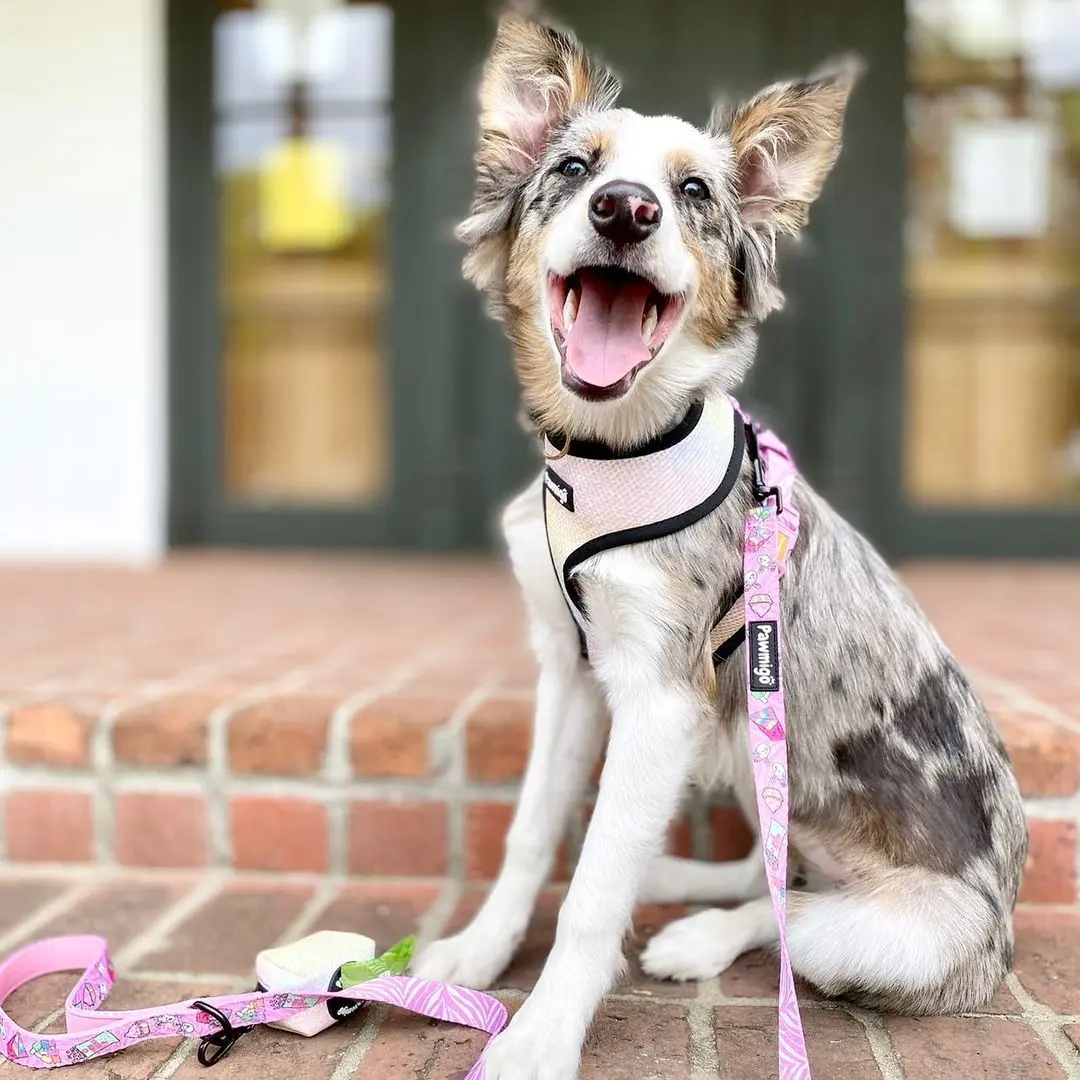 Slumber Pawty Leash Kit - Image 2