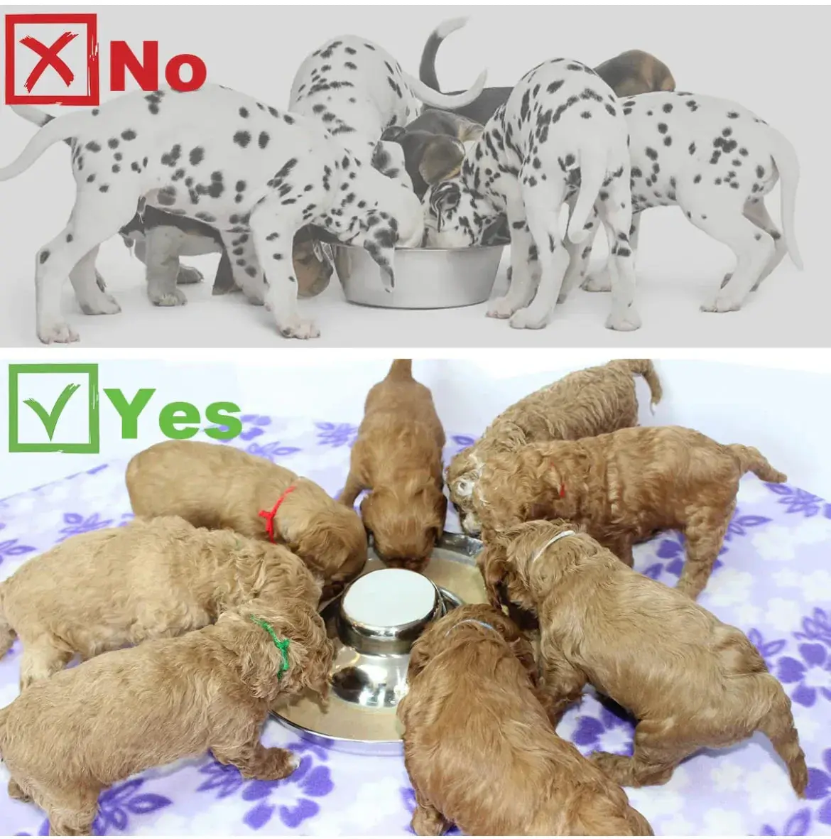 Stainless steel Weaning puppy food bowls - Image 5