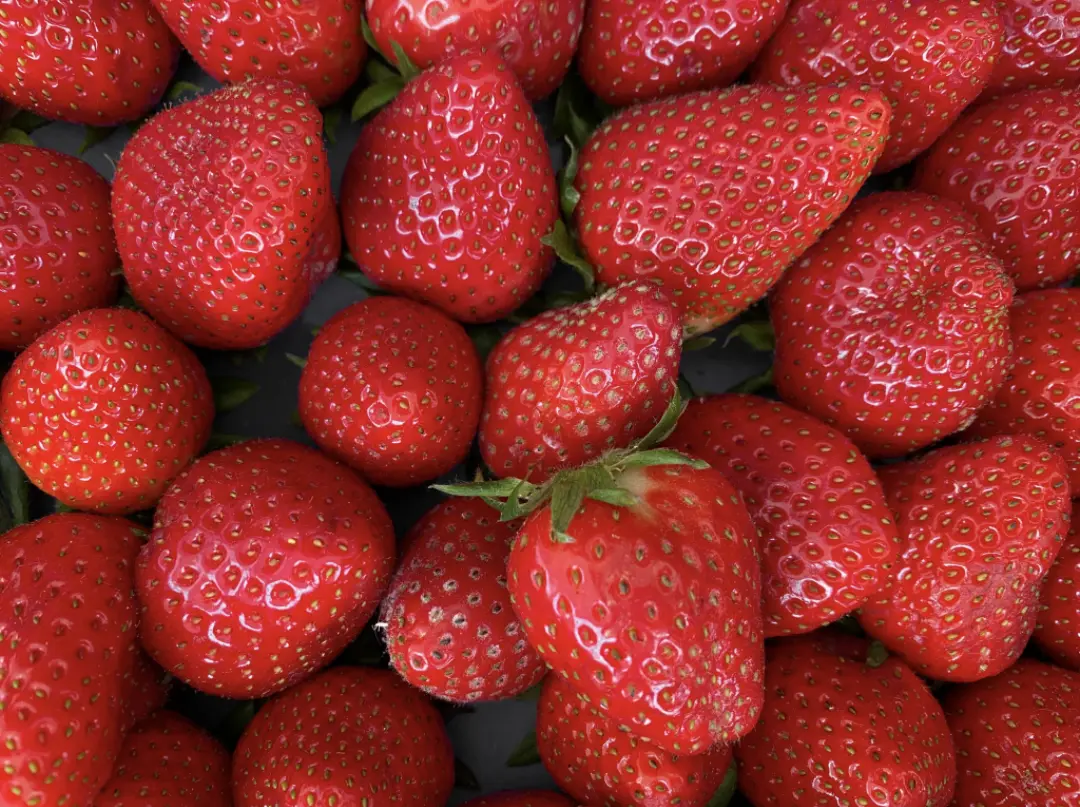 Strawberry Flavored Yak Cheese Chew - made with REAL STRAWBERRY Puree - Single - Image 5