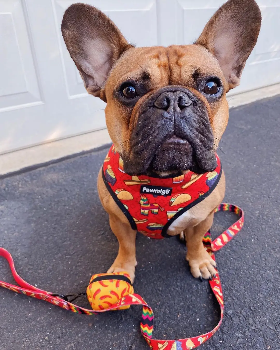 Taco Tuesday Leash Kit - Image 3
