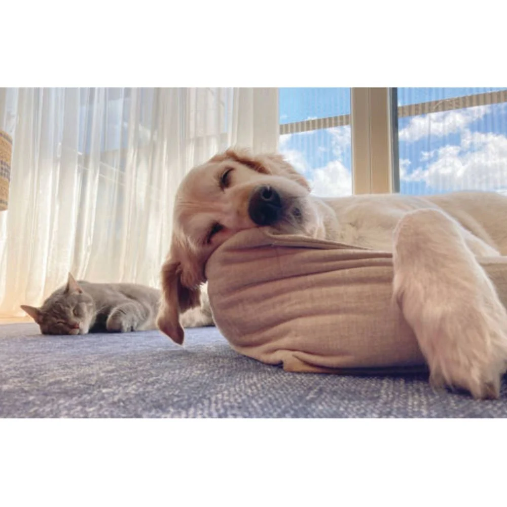 UBAVET UBACALM Calming Soft Chews for Dogs & Cats – Natural Stress & Anxiety Relief - Image 3