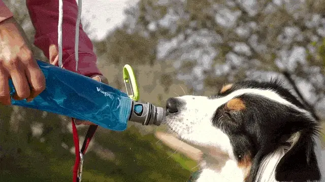 Vapur® EZ Lick™ Portable Dog Water Bottle - Image 6